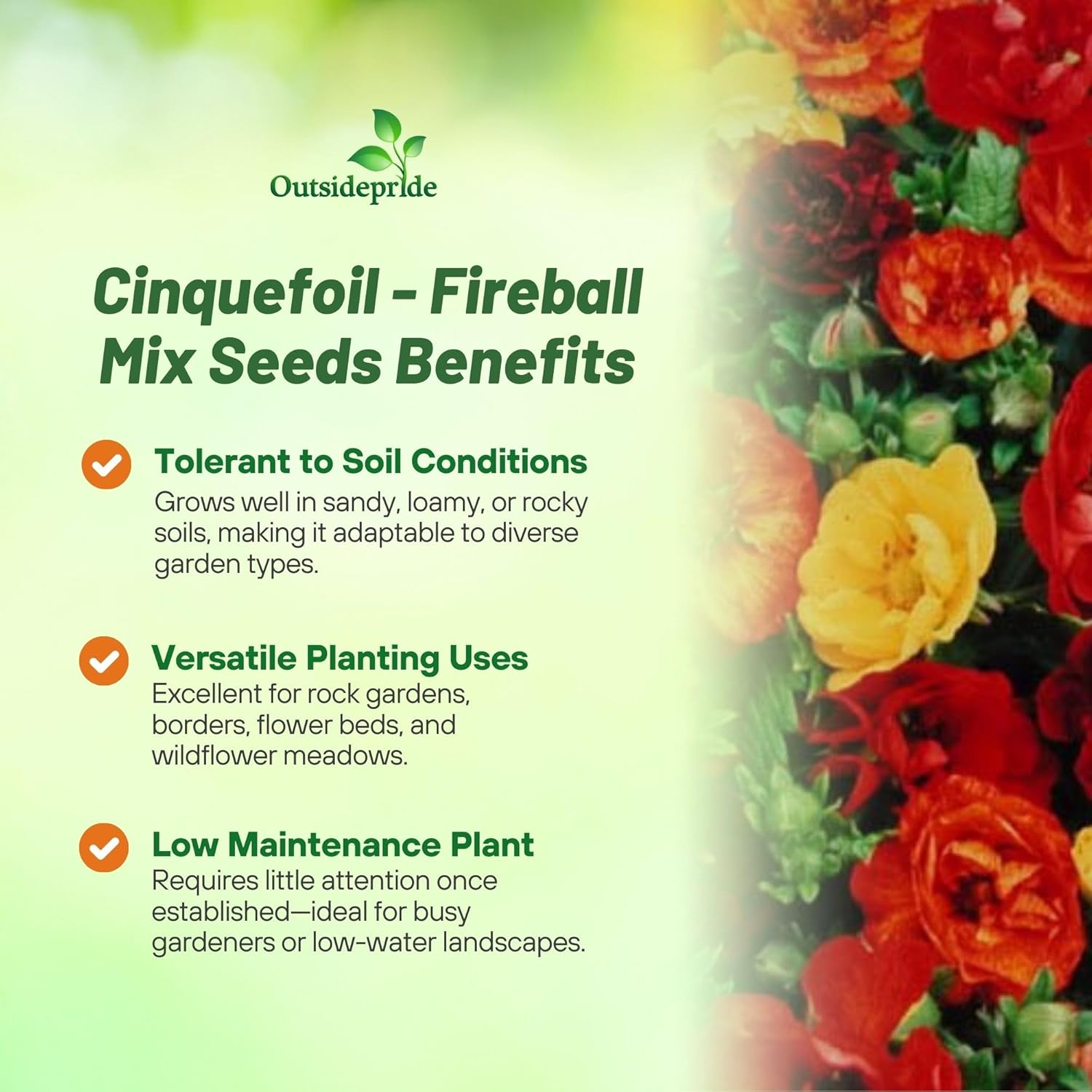 Cinquefoil Fireball Garden Flowers
