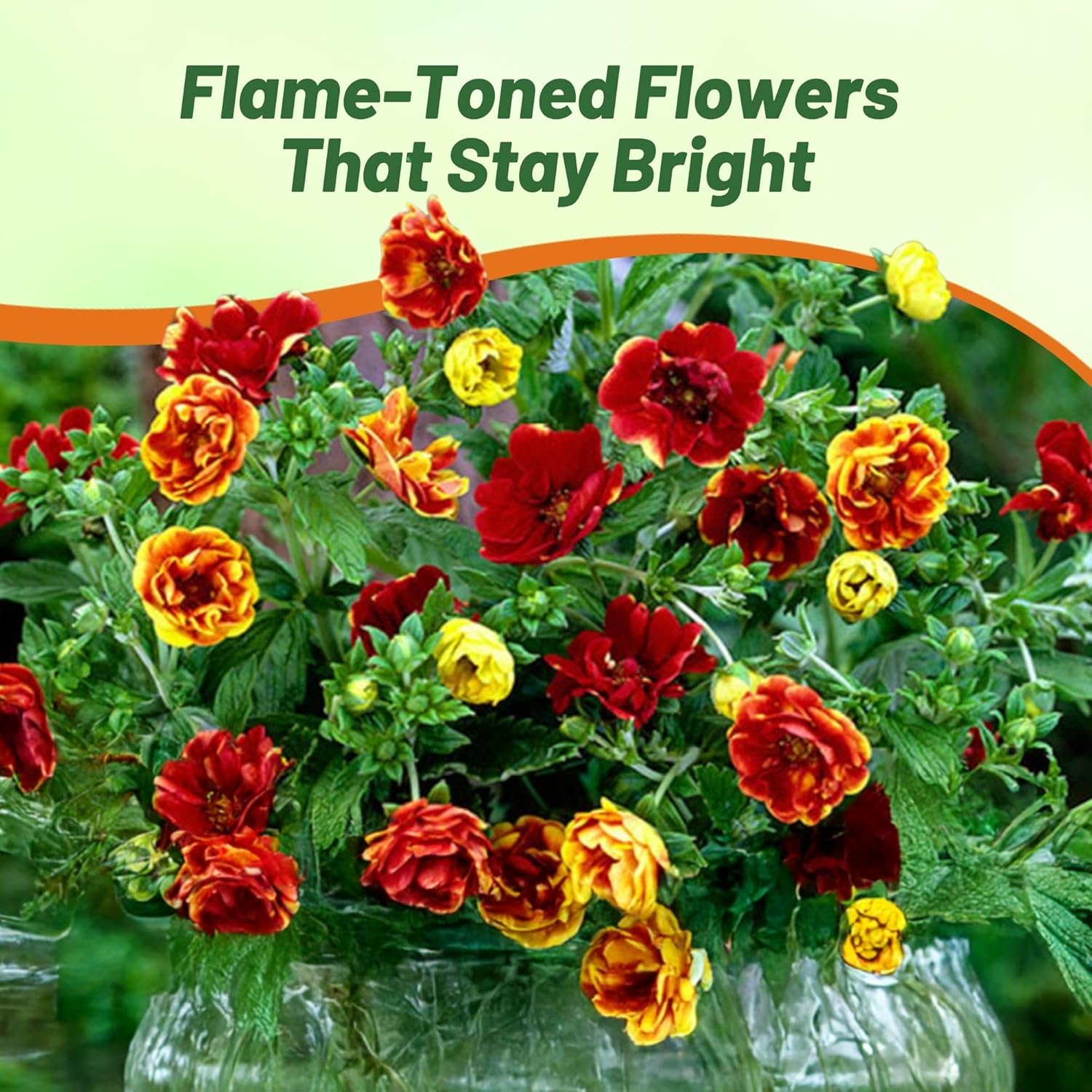 Cinquefoil Fireball Container & Cut Flowers