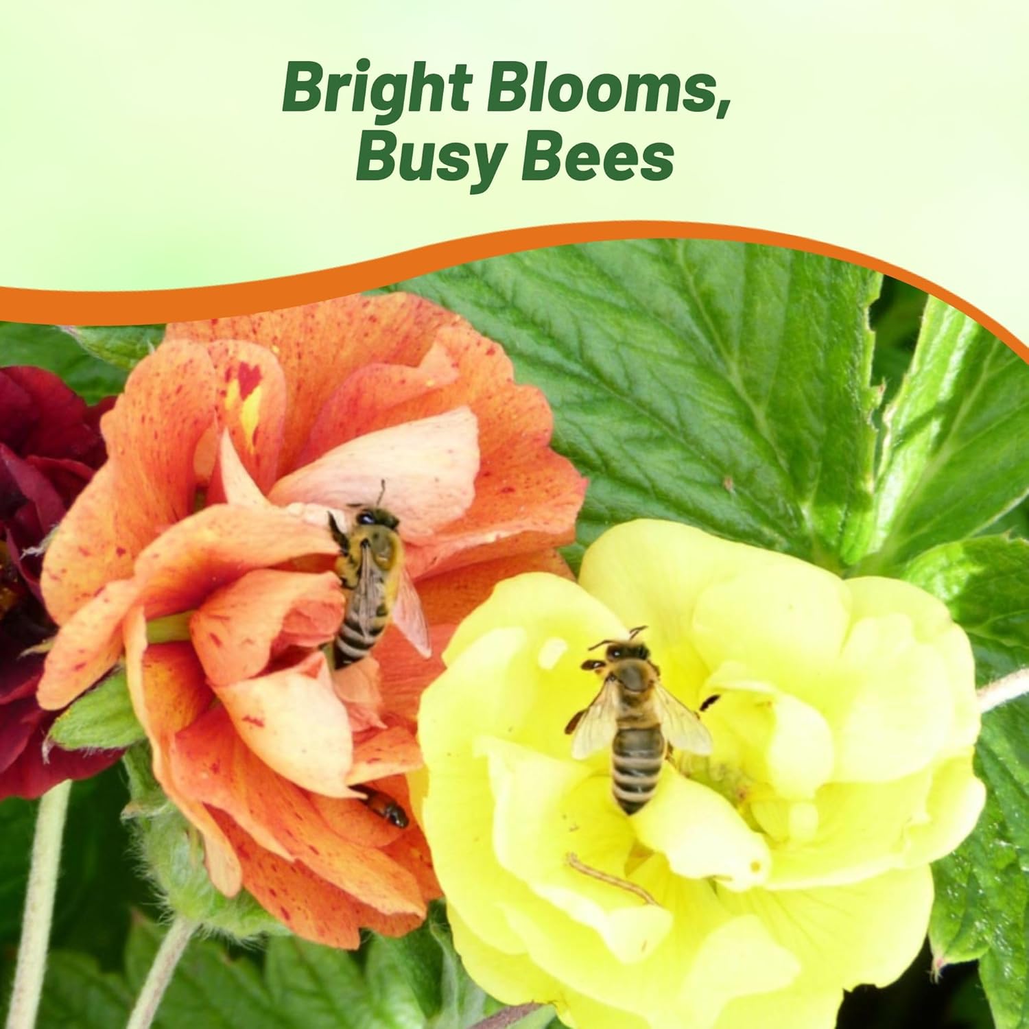 Cinequefoil Fireball Pollinating Flower Seed Mix