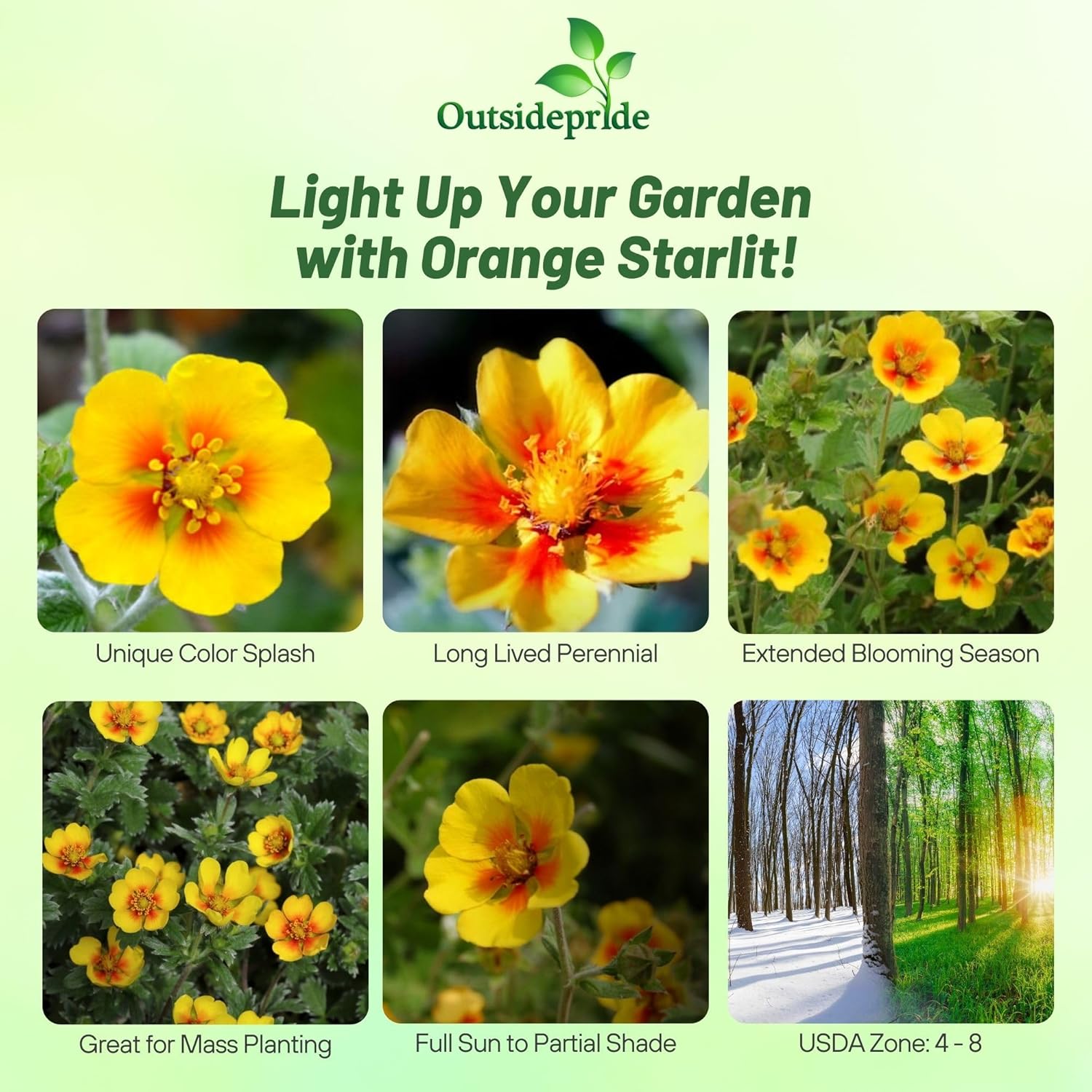 Potentilla atrosanguinea Orange Starlit