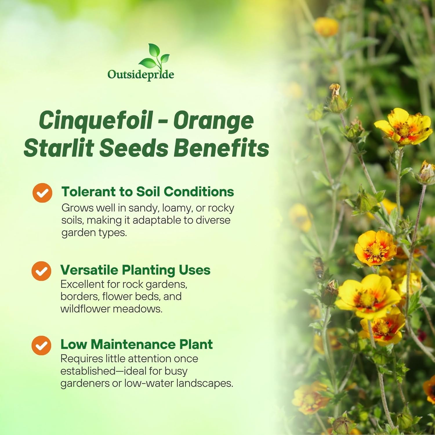 Cinquefoil Orange Starlit Garden Flowers
