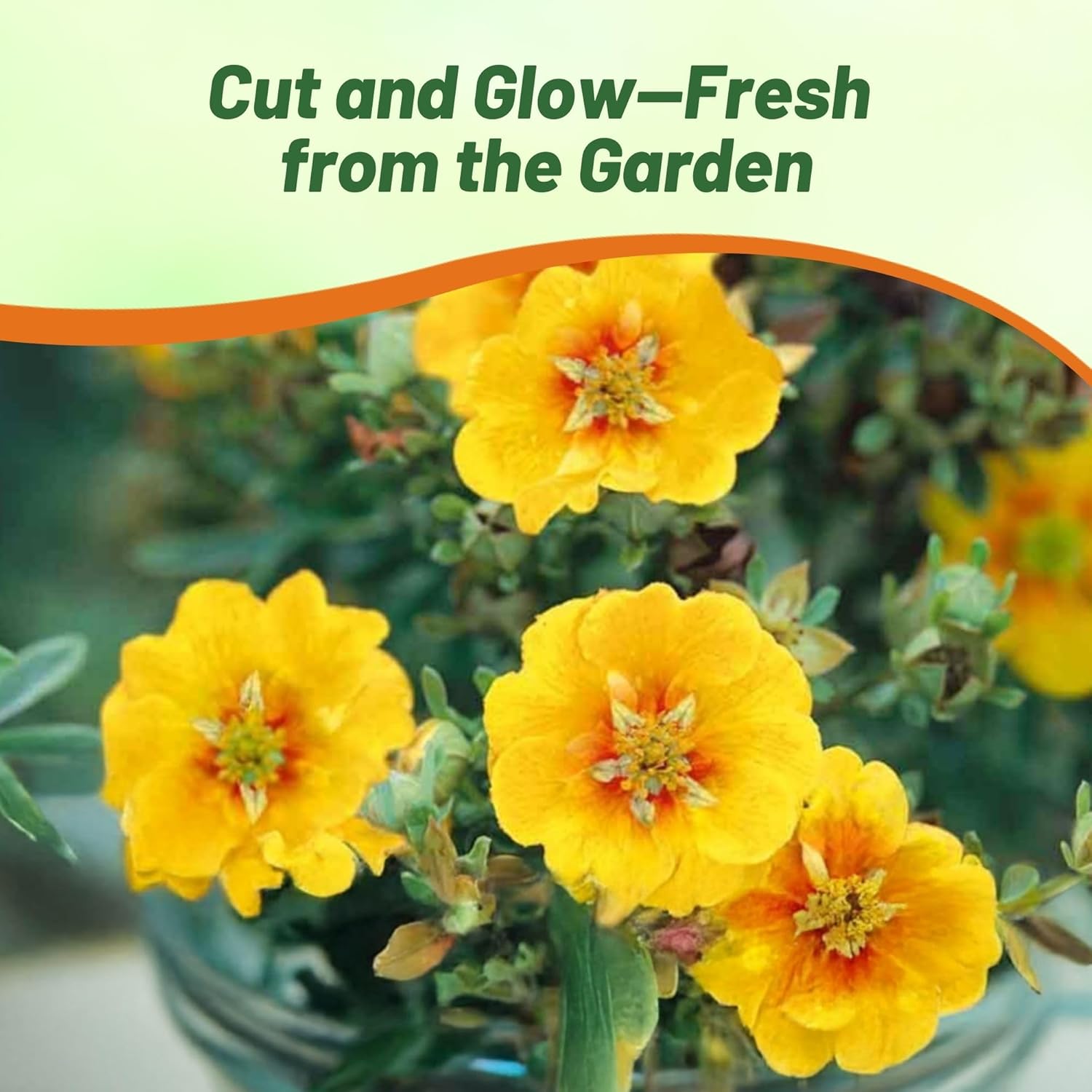 Himalayan Cinquefoil Contain & Cut Flowers