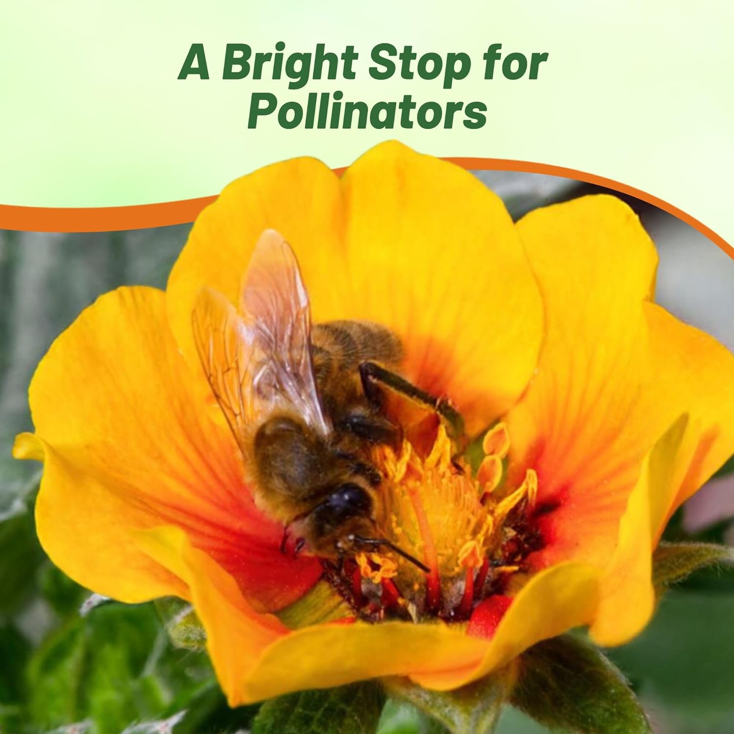 Cinequefoil Orange Starlit Pollinating Flower Seeds
