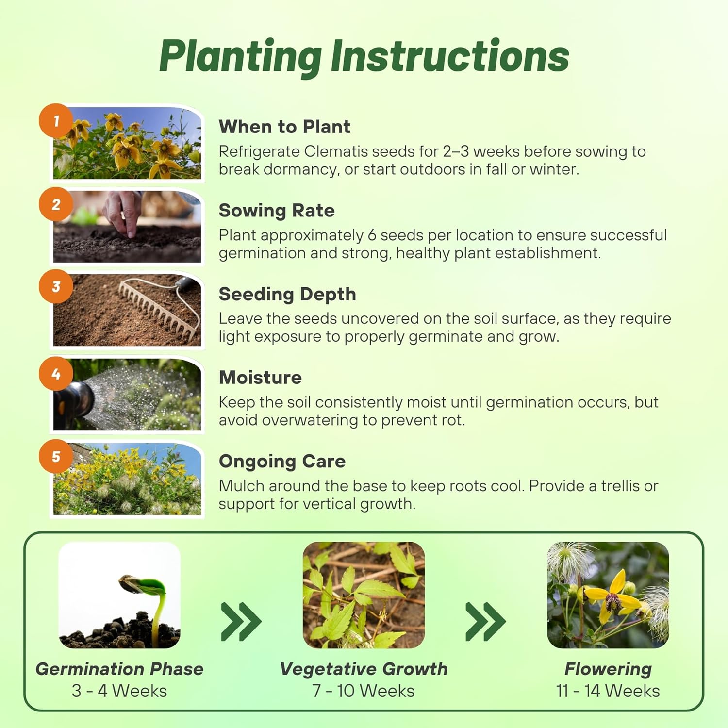 Clematis Flower Seed Planting Directions