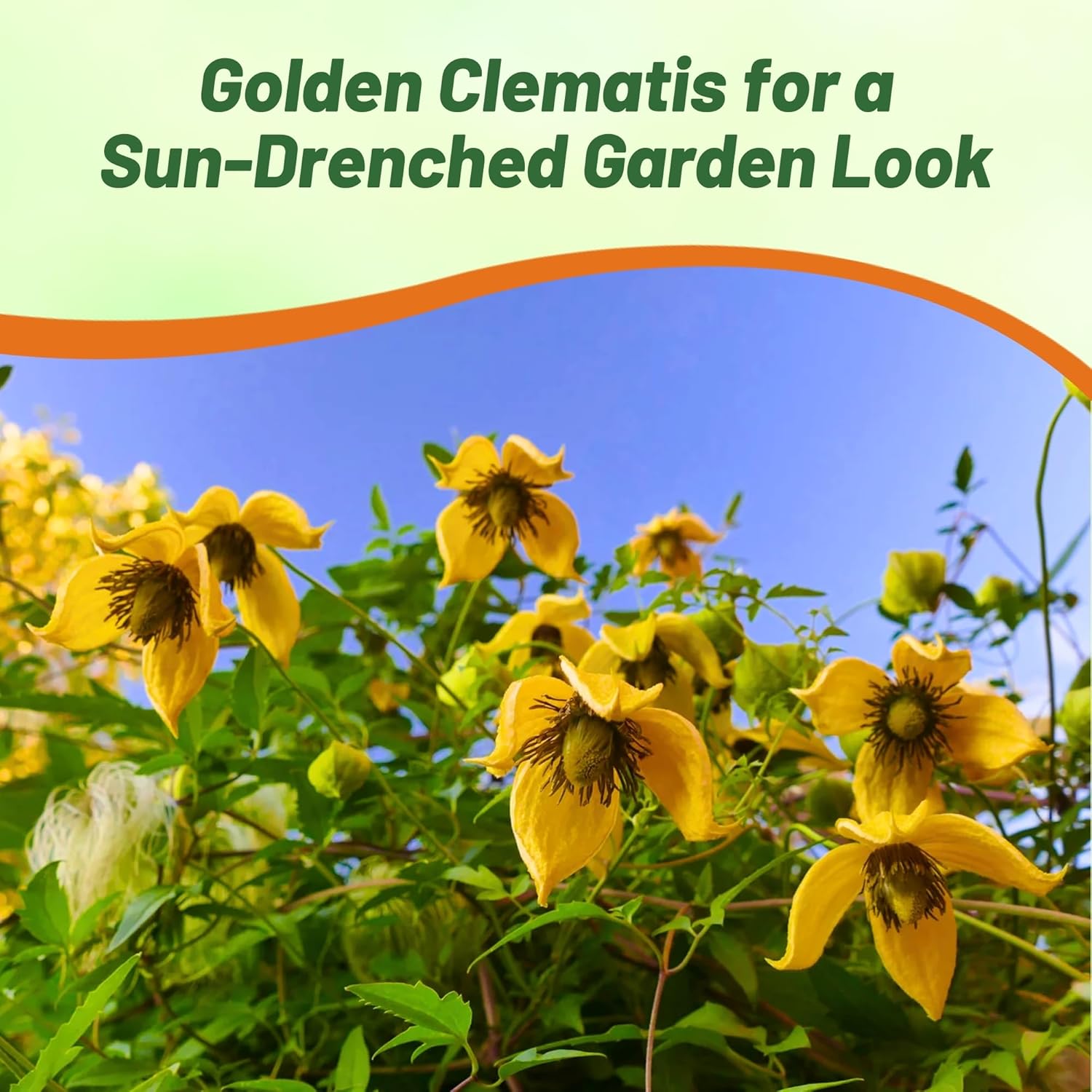 Clematis Vining Climbing Plant For Trellis