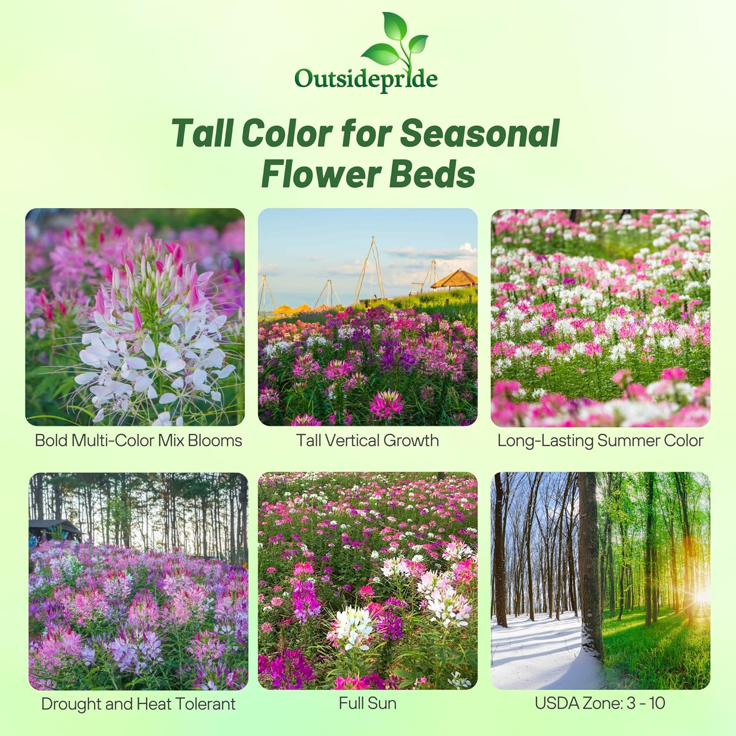 Cleome Garden Flower Mix