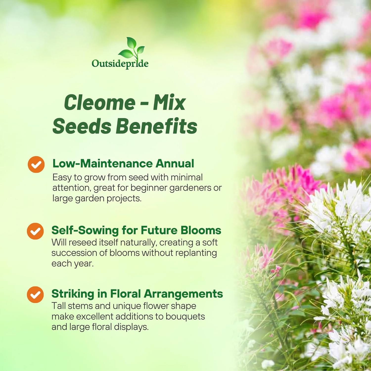 Cleome Hassleriana Queen Mix