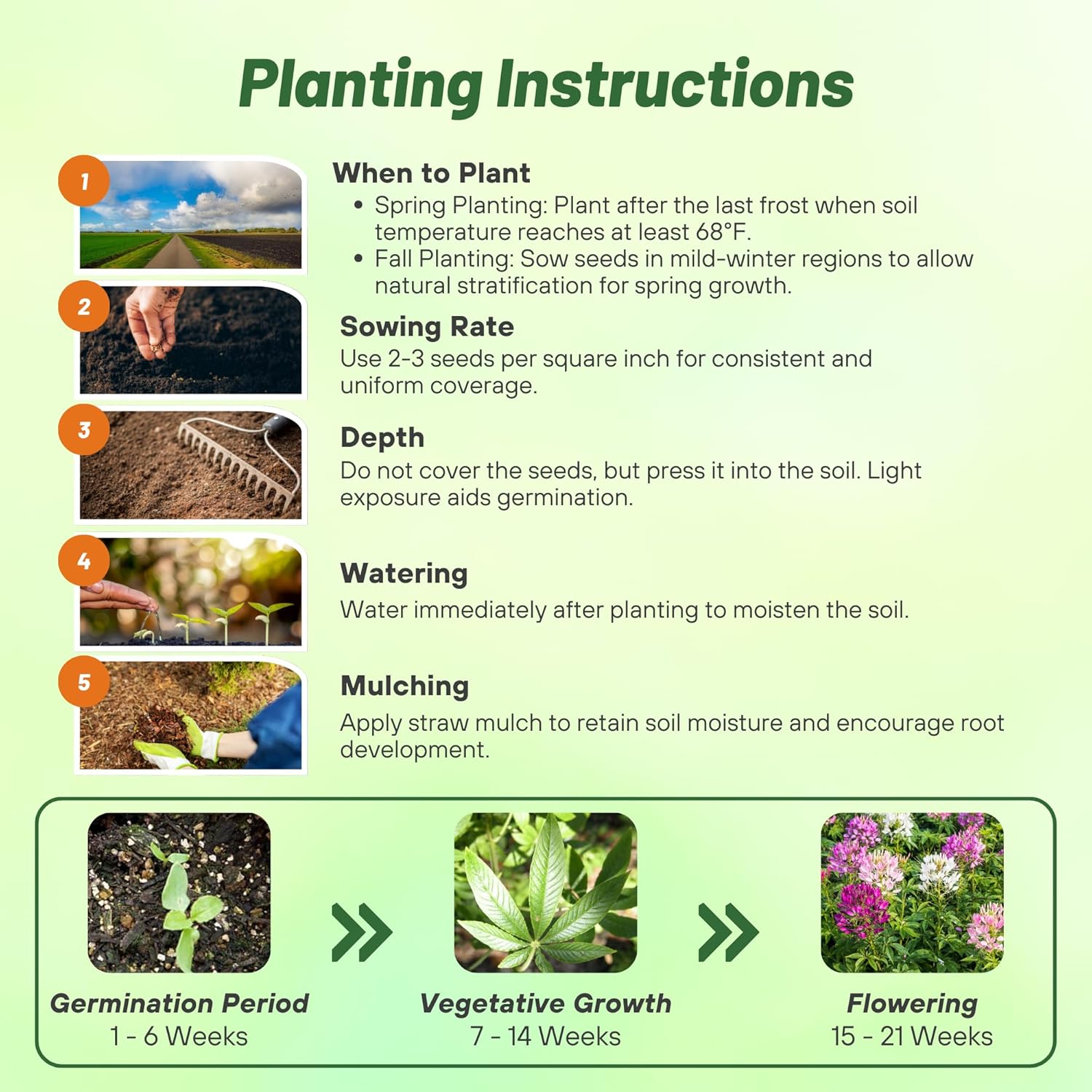 Cleome Mix Flower Seed Planting Directions