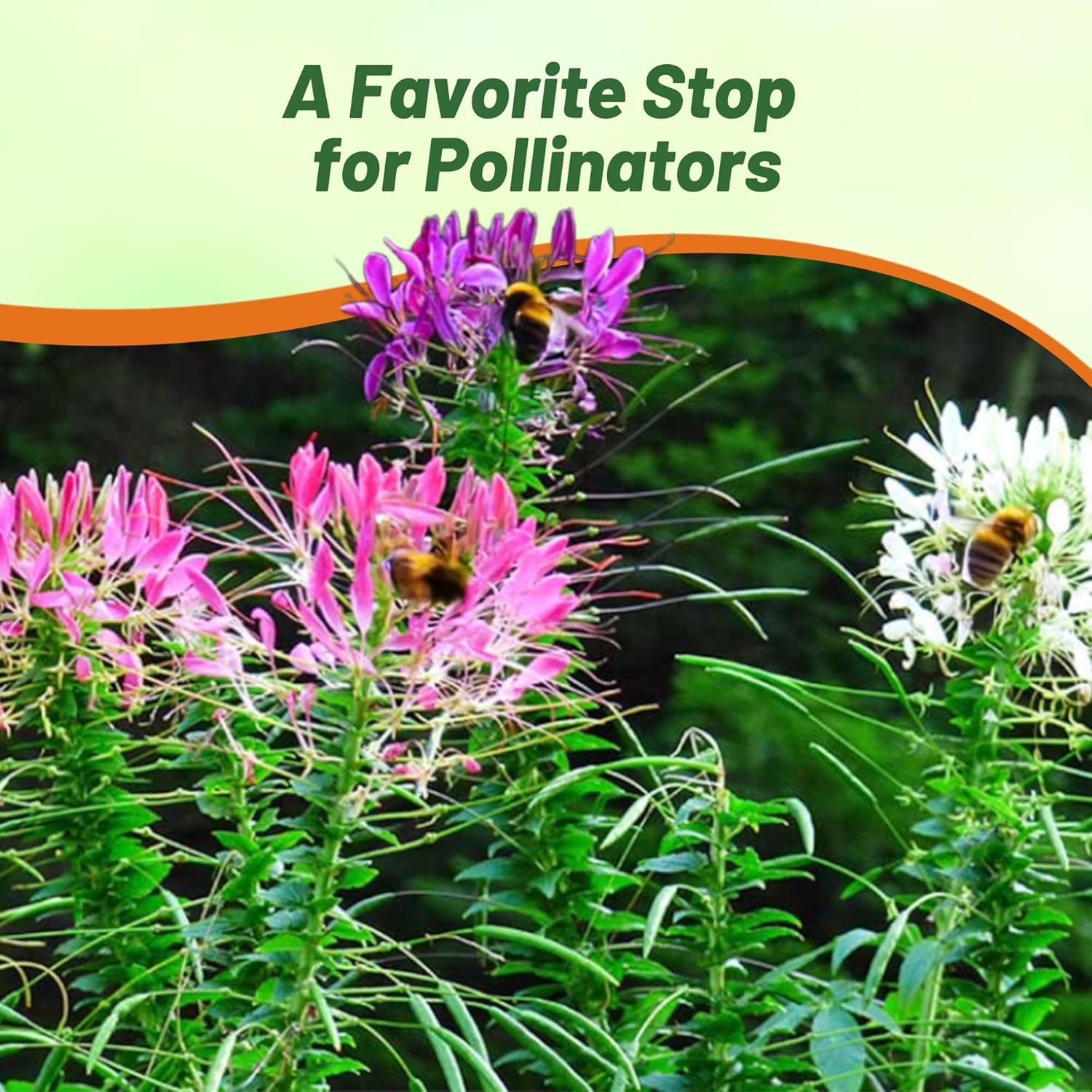 Drought Tolerant, Deer Resistant Cleome Mix