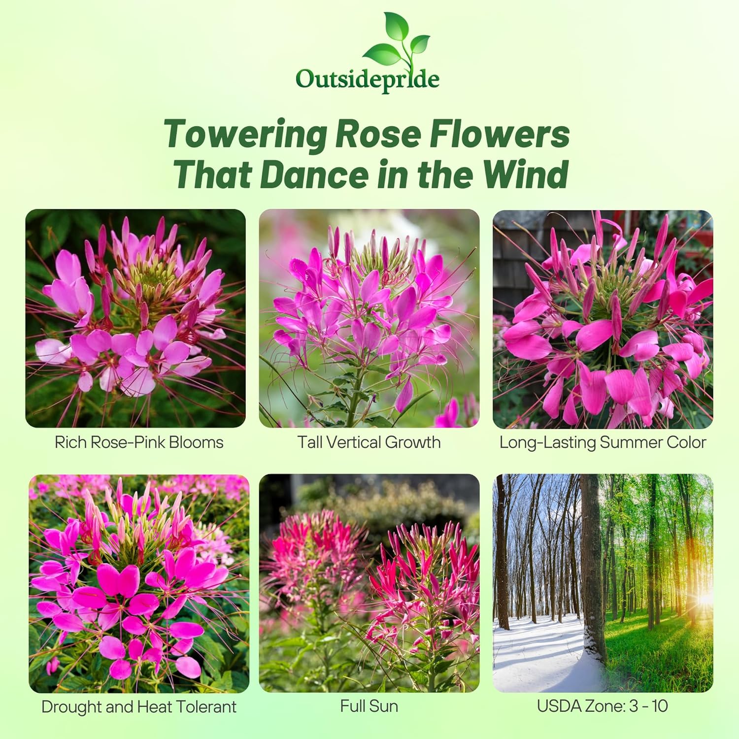 Cleome Rose Garden Flower
