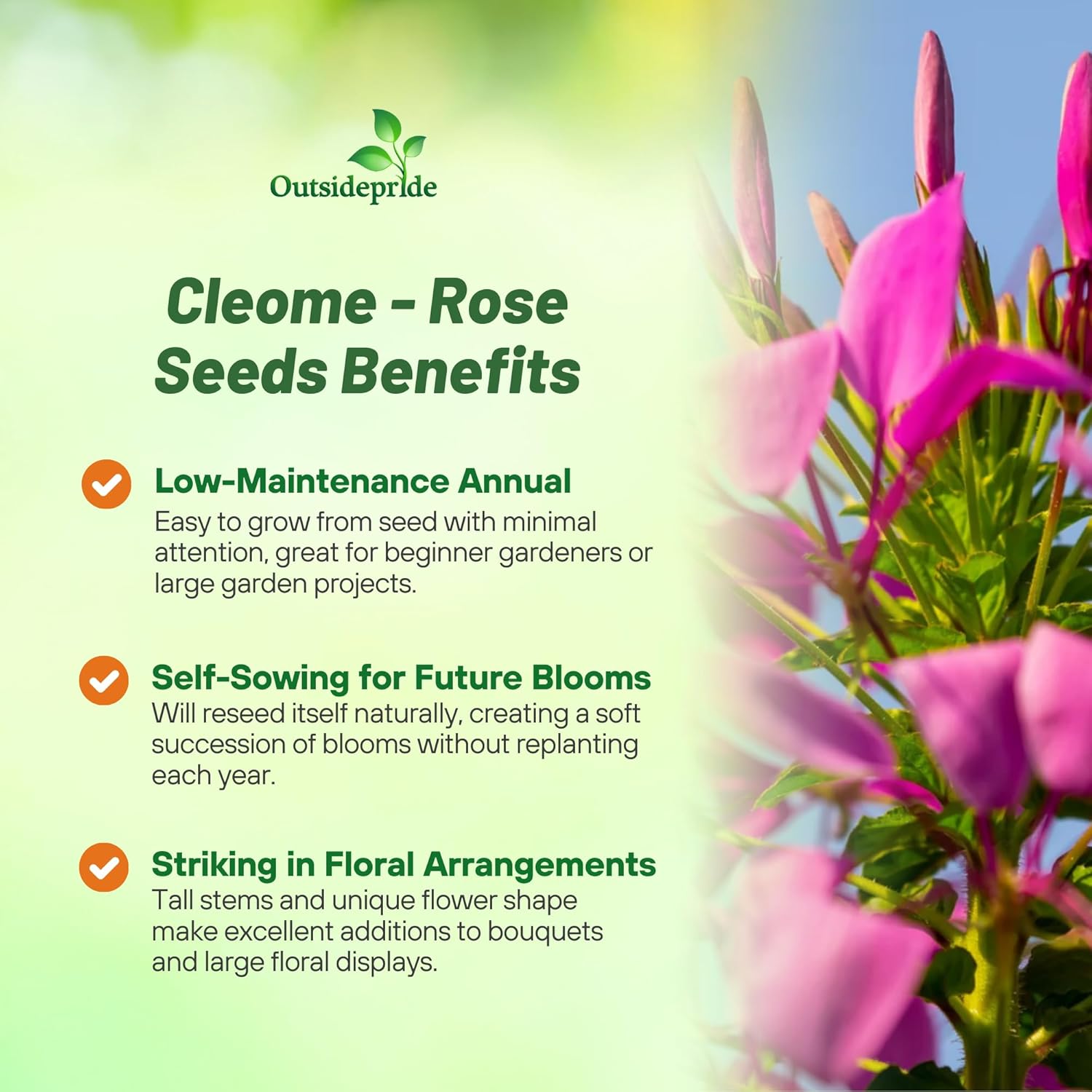 Cleome Spider Flower Rose