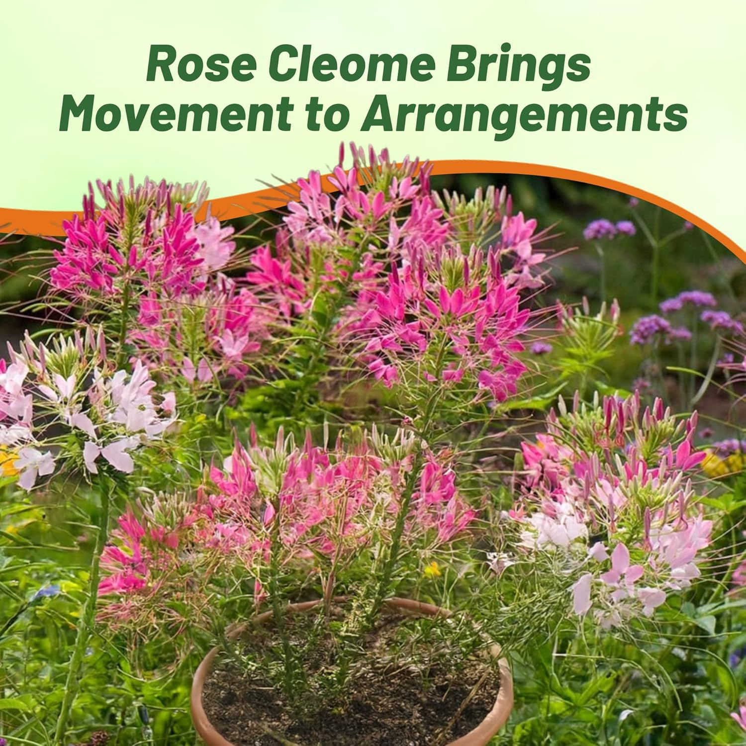 Cleome Rose Flower Seed For Planting