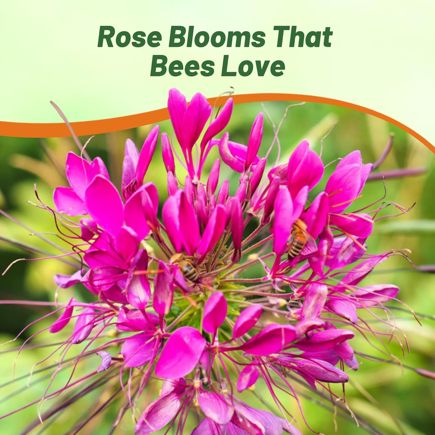 Drought Tolerant, Deer Resistant Cleome Rose