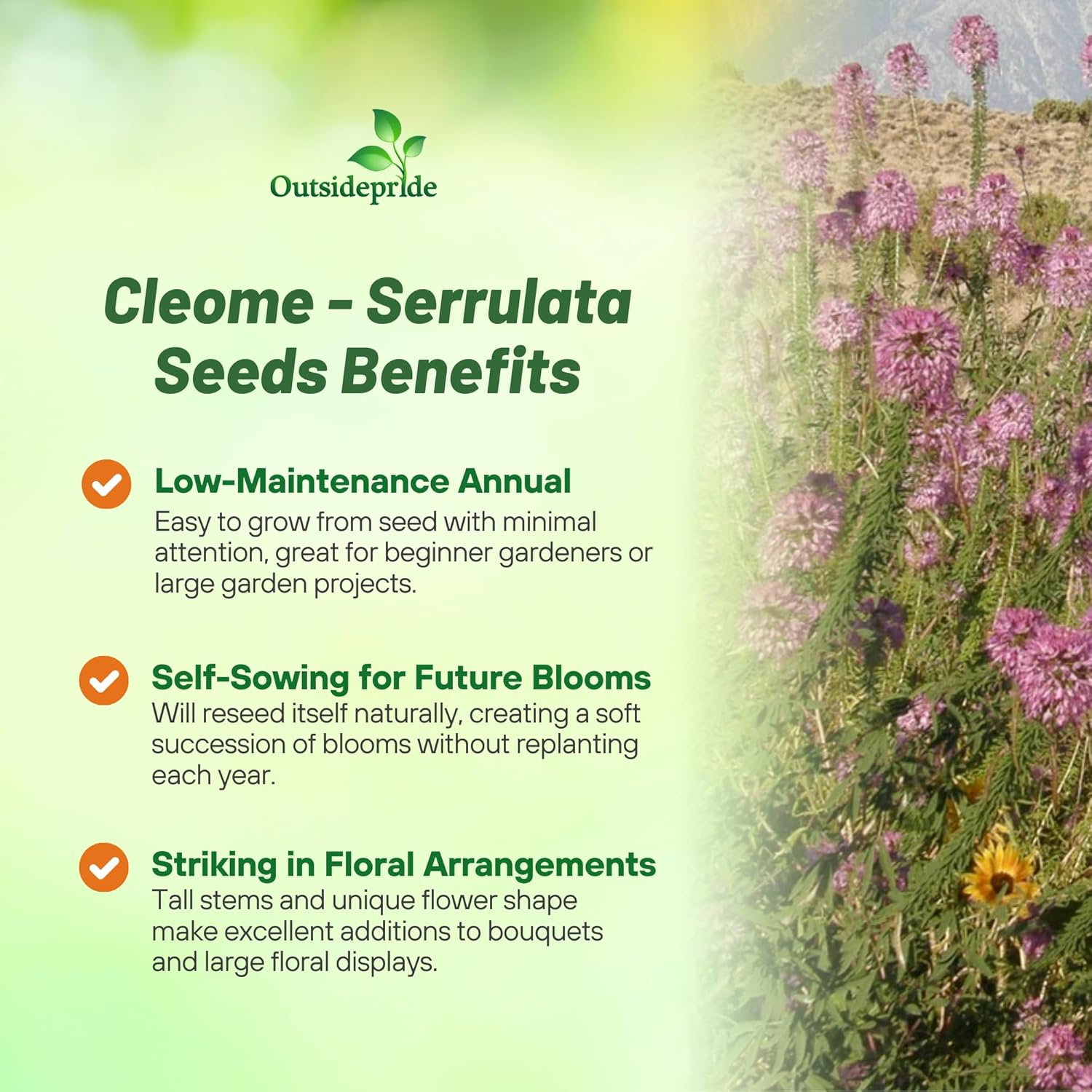 Cleome Spider Flower Serrulata