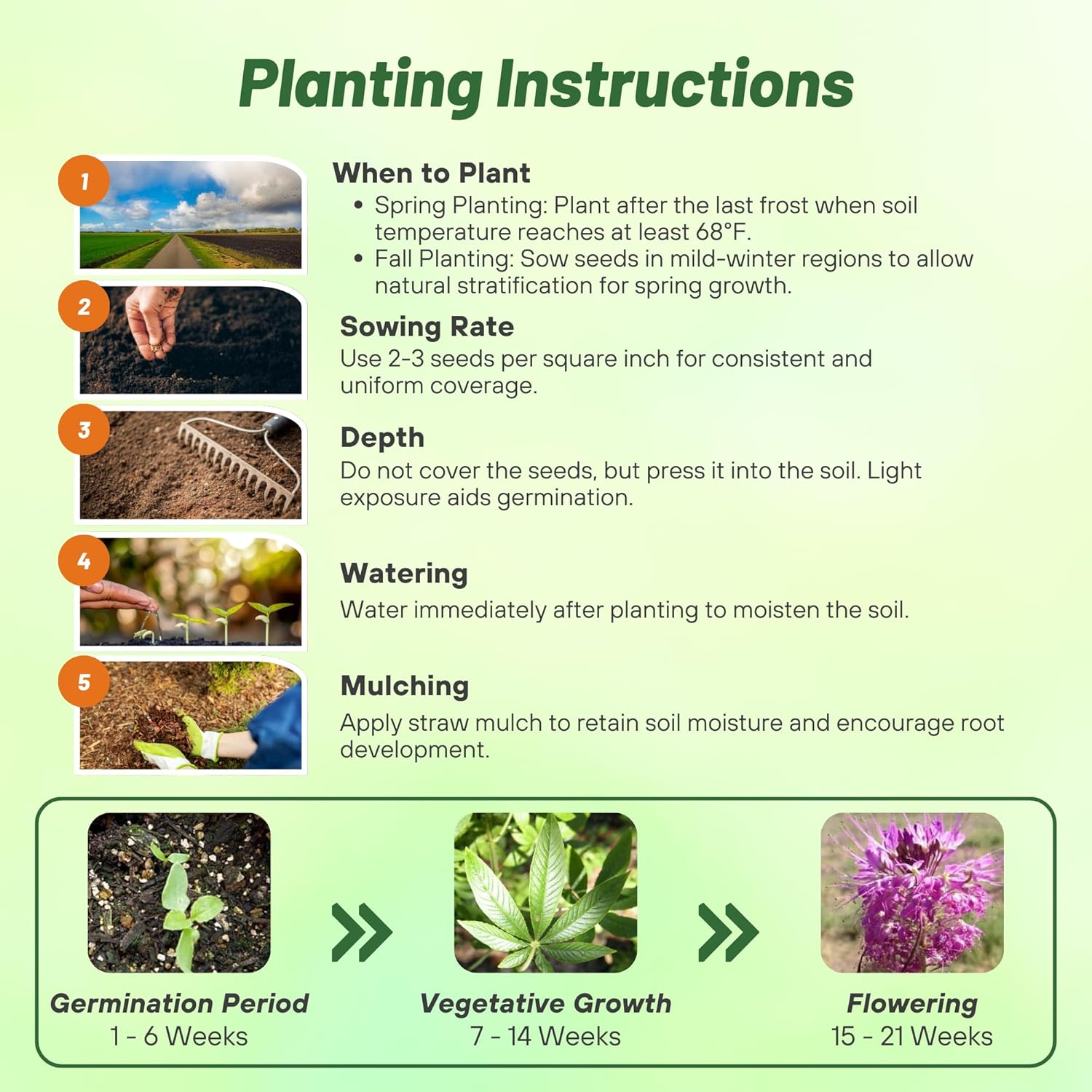Cleome Serrulata Spider Flower Planting Directions