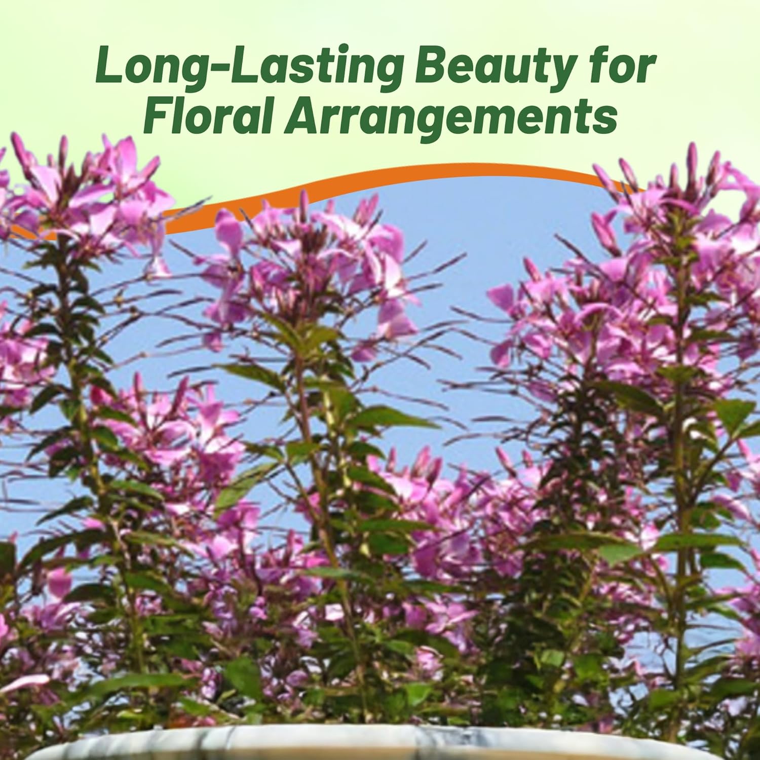 Rocky Mountain Beeplant Flower Seed For Planting