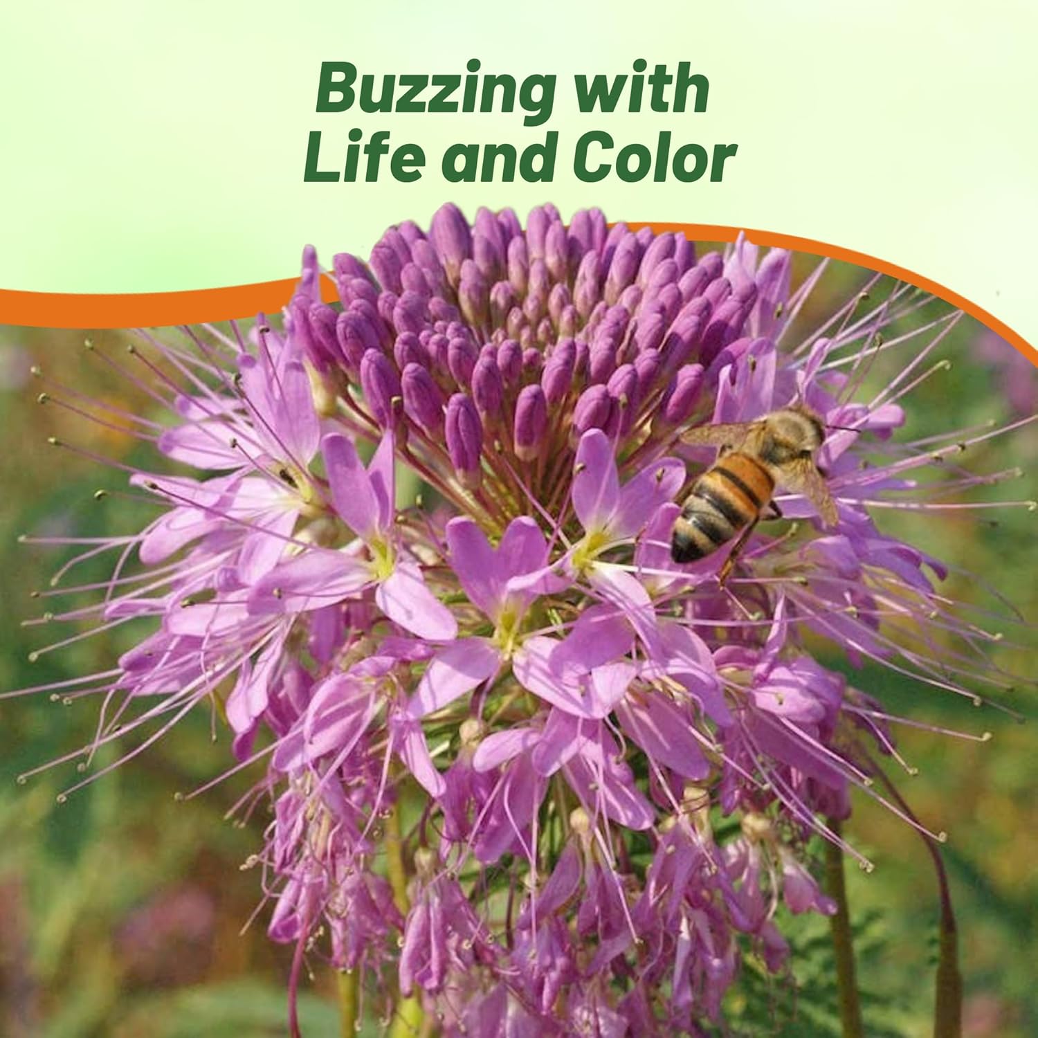 Cleome Rocky Mountain Beeplant Pollinator
