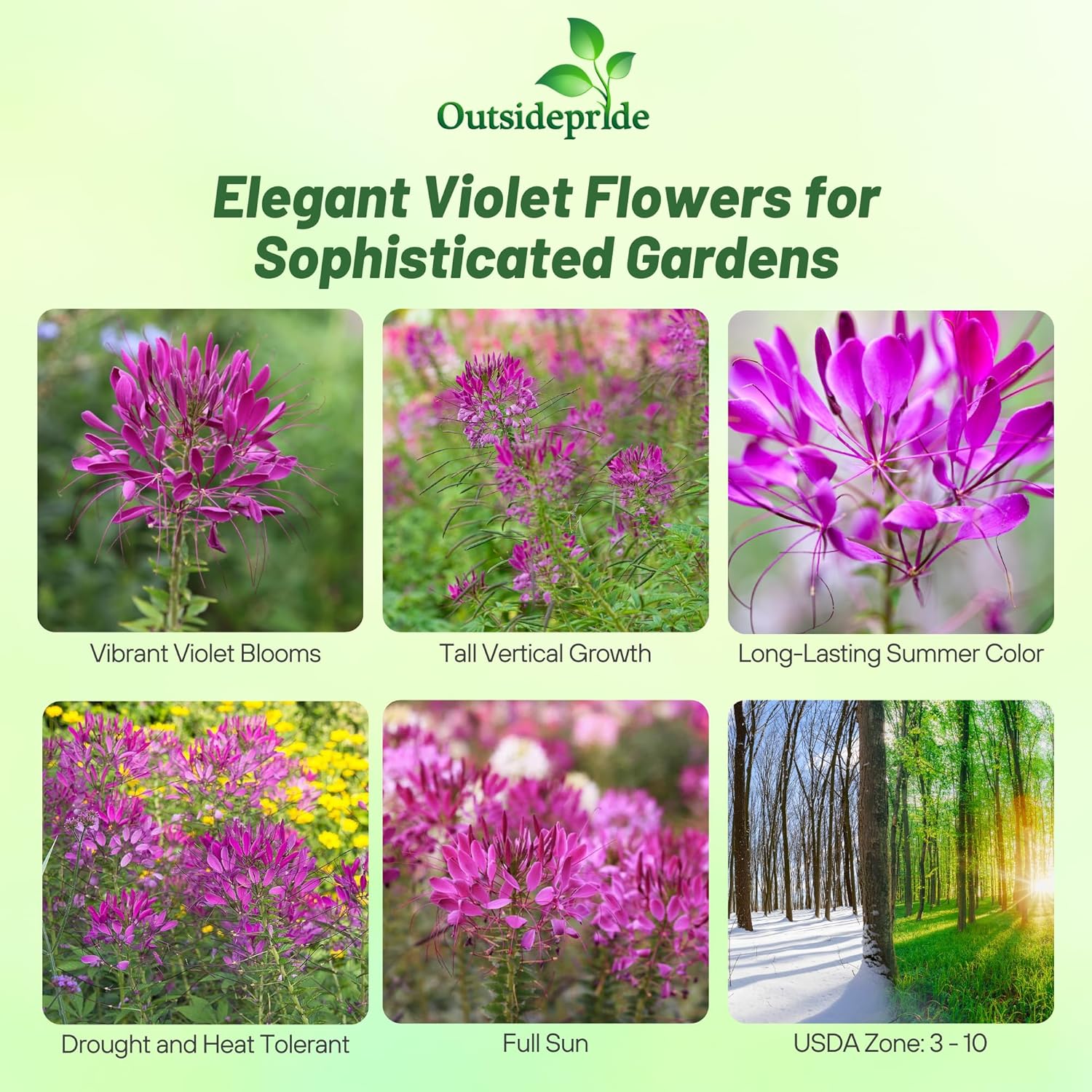 Cleome Violet Garden Flower