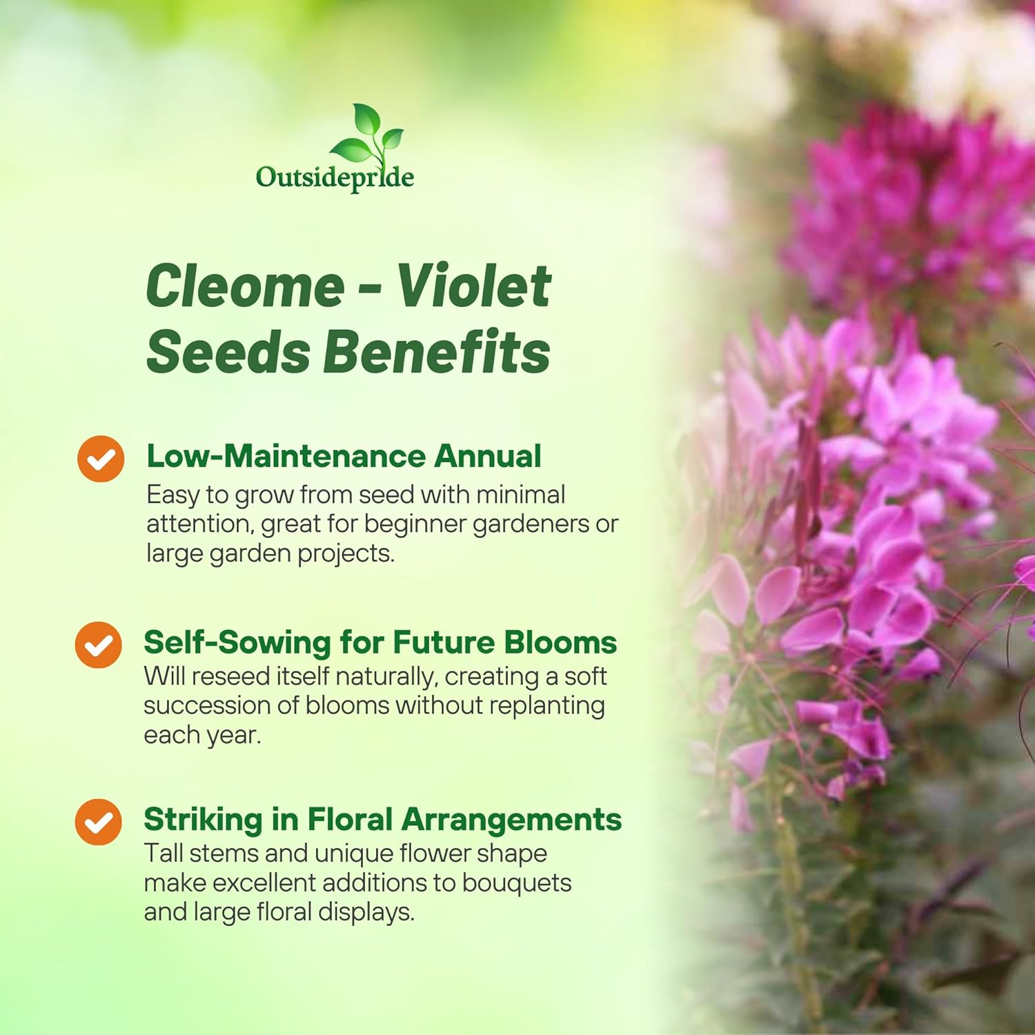 Cleome Spider Flower Violet
