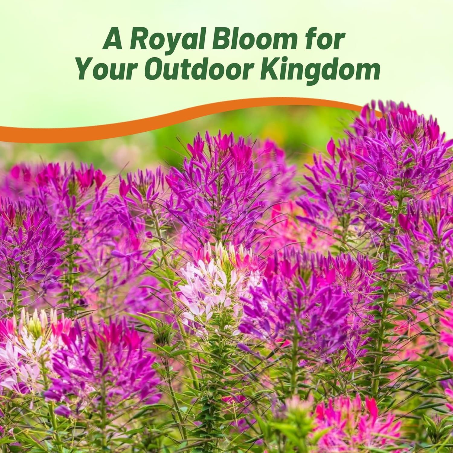 Cleome Violet Flower Seed For Planting