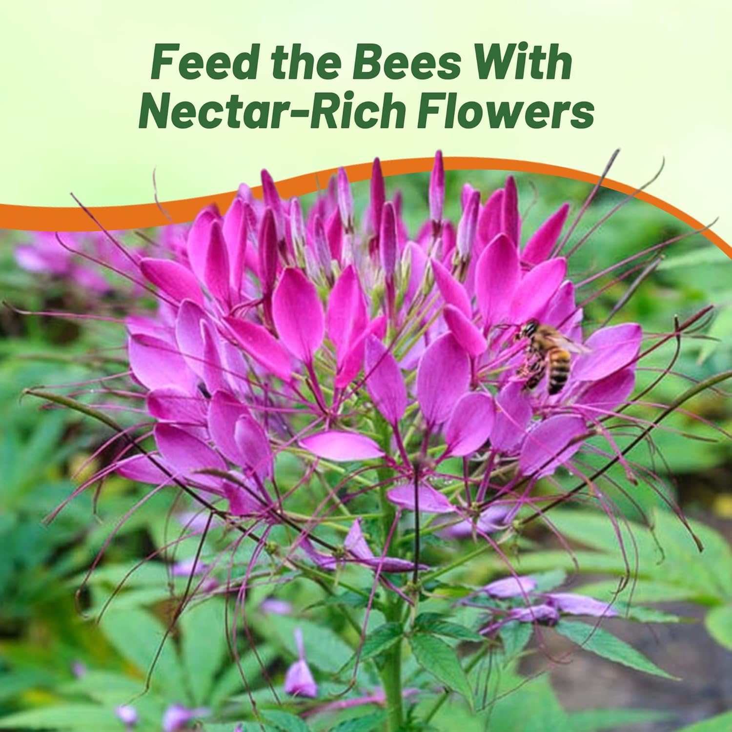 Drought Tolerant, Deer Resistant Cleome Violet