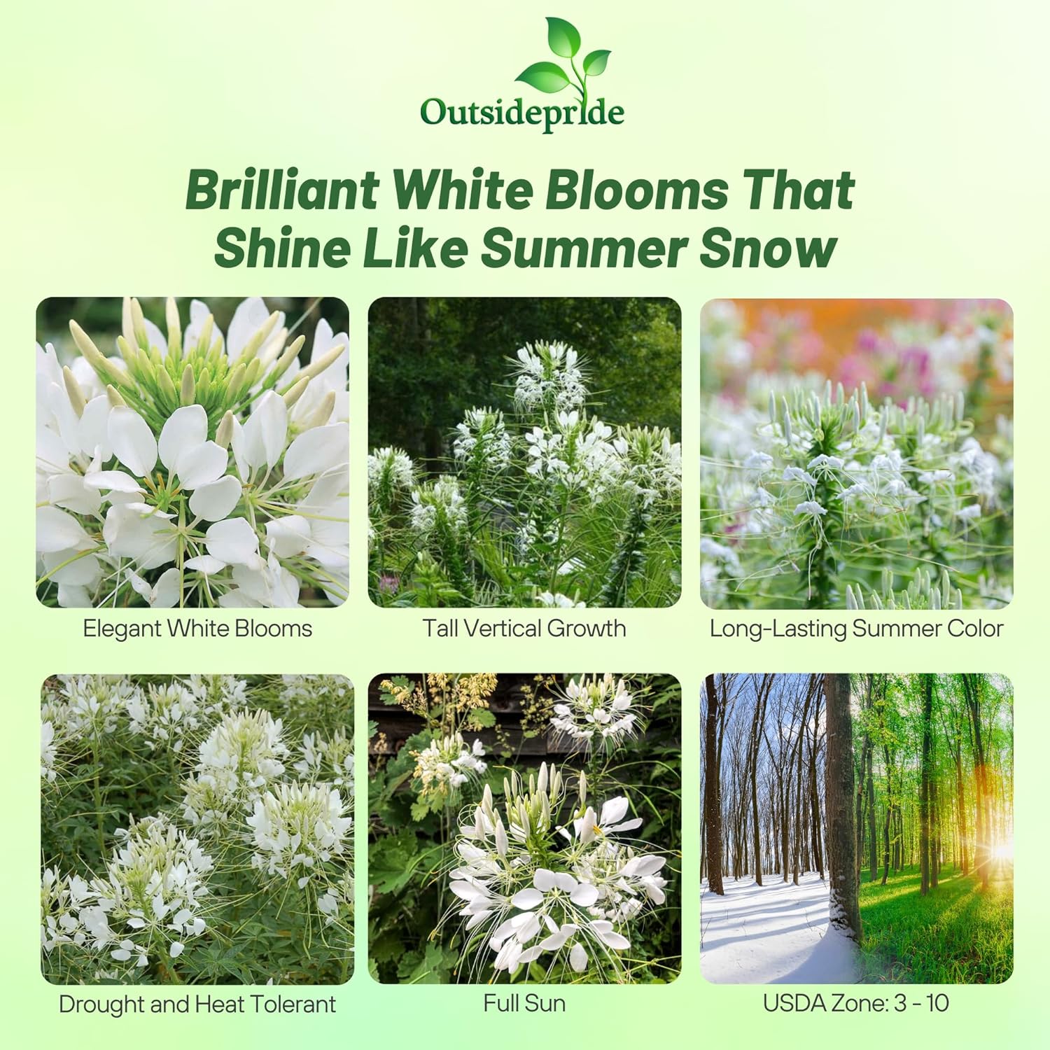 Cleome White Garden Flower