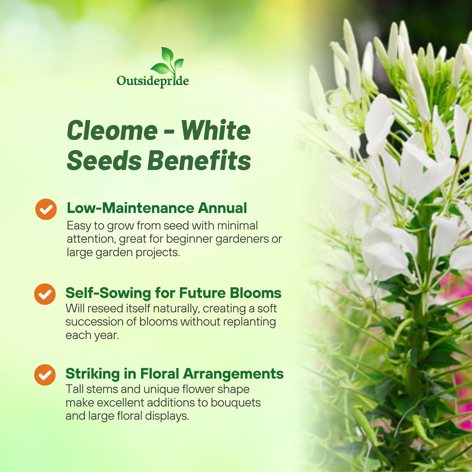Cleome Spider Flower White