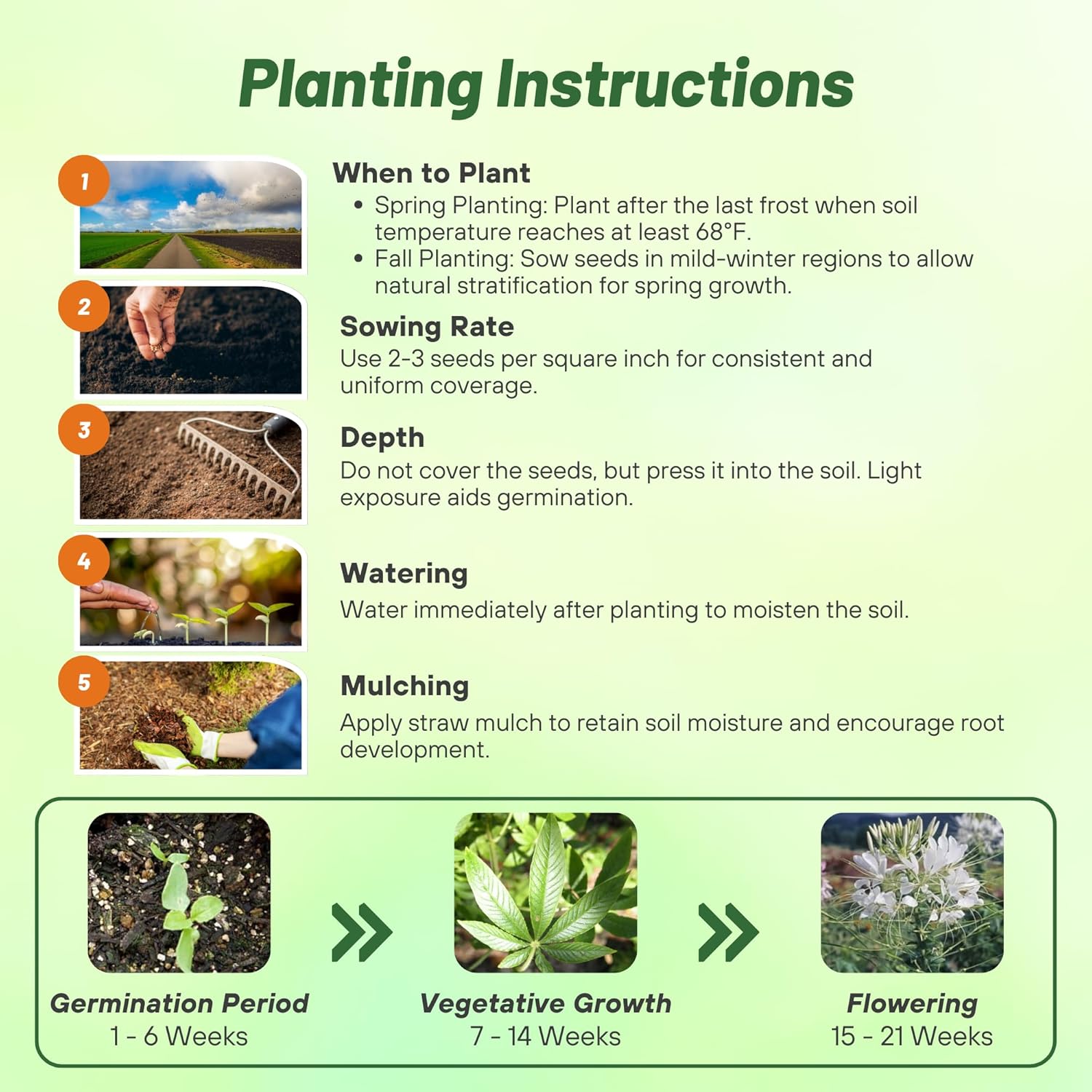 Cleome White Spider Flower Planting Directions