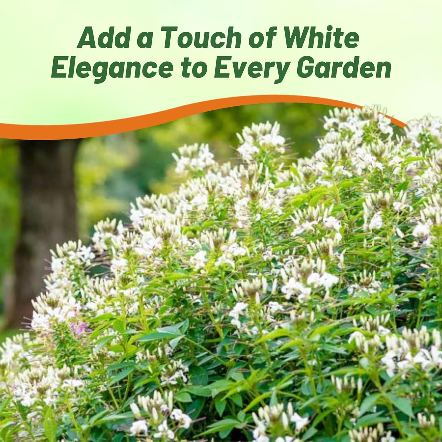 Cleome White Flower Seed For Planting