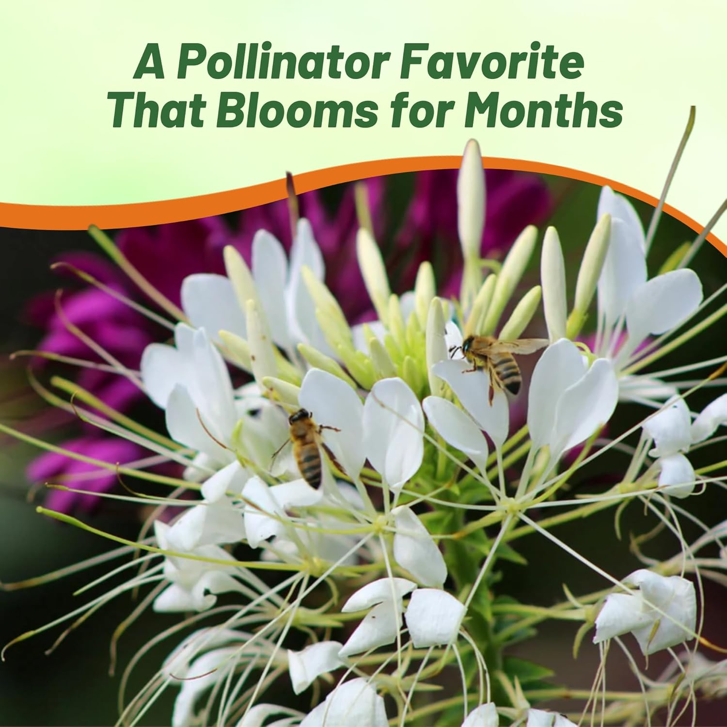 Drought Tolerant, Deer Resistant Cleome White