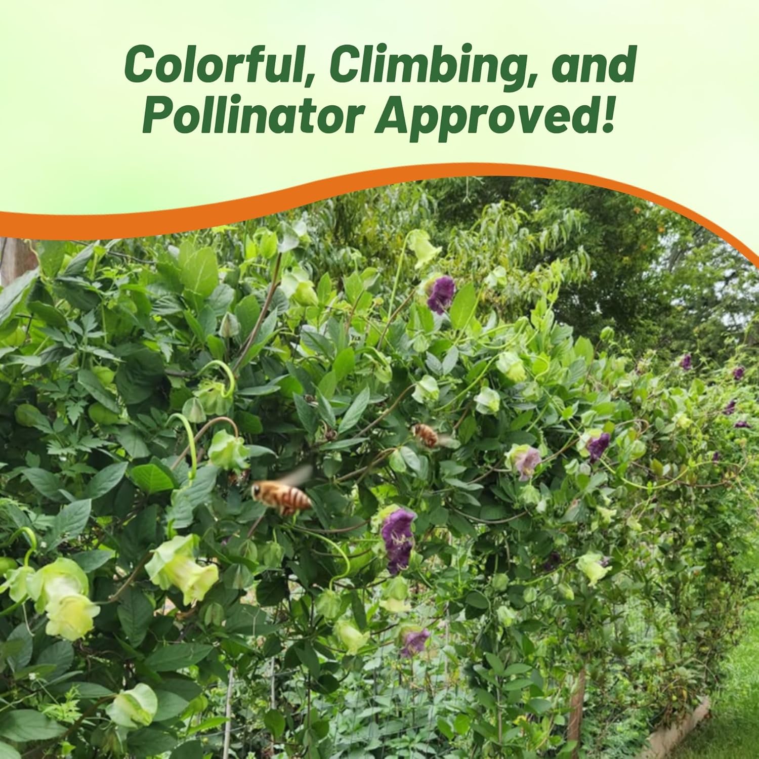 Cobaea Mix Pollinating Climbing Flowers