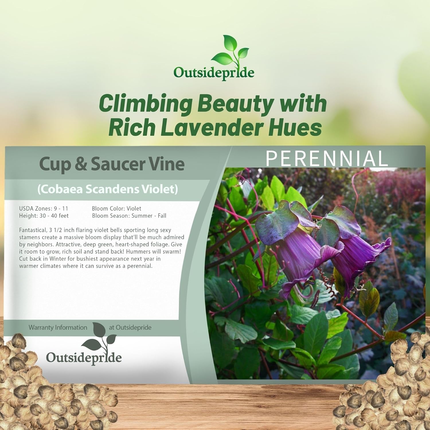 Cobaea Violet Flower Seed Packet