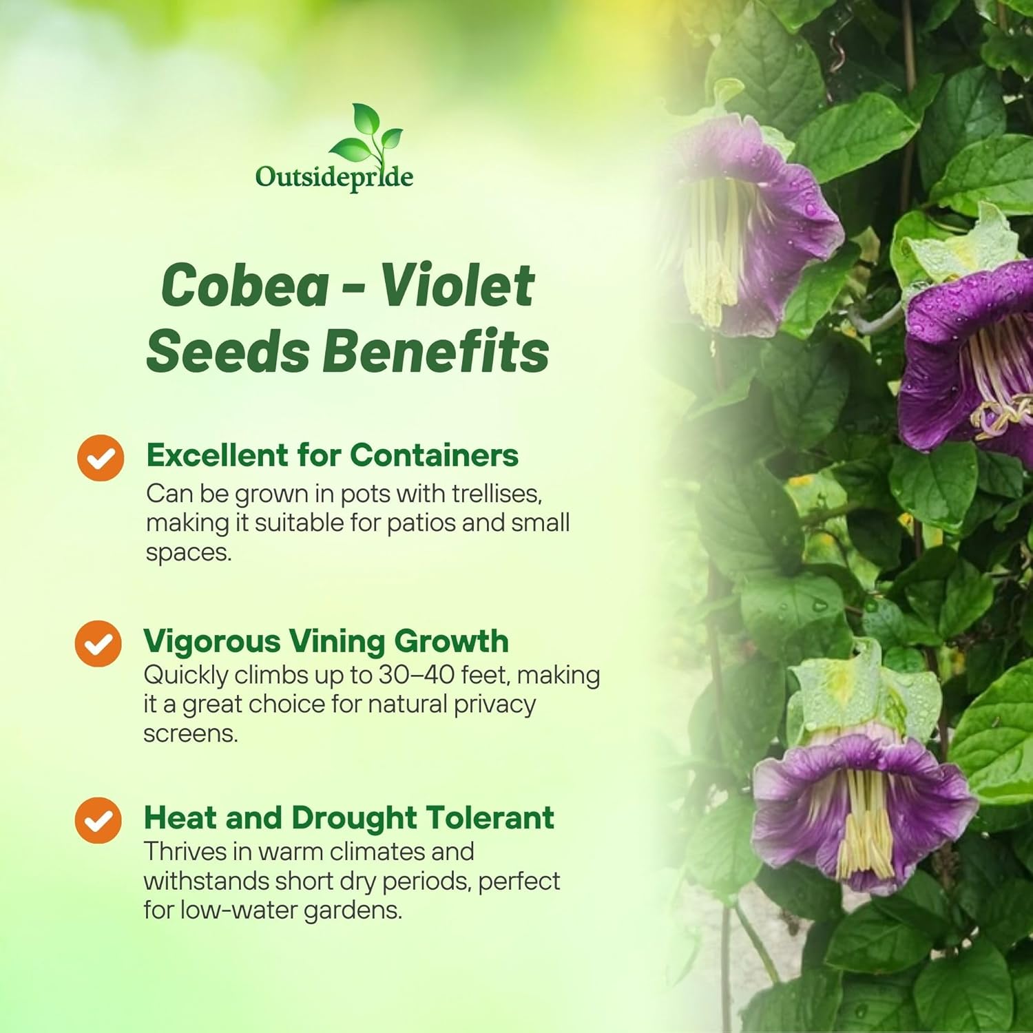 Cobaea Violet Cup & Saucer Vine