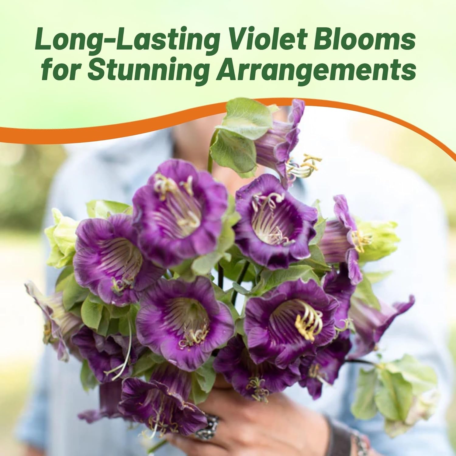 Cobaea Violet Vining Plants
