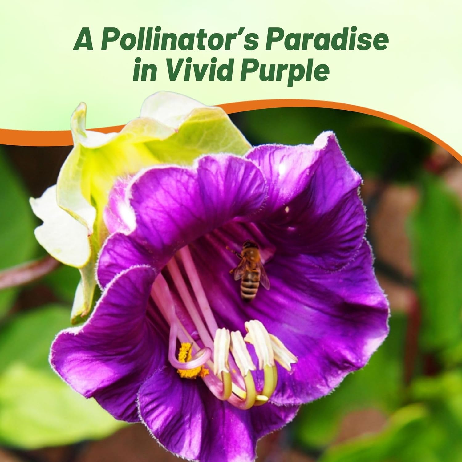 Cobaea Violet Pollinating Climbing Flowers