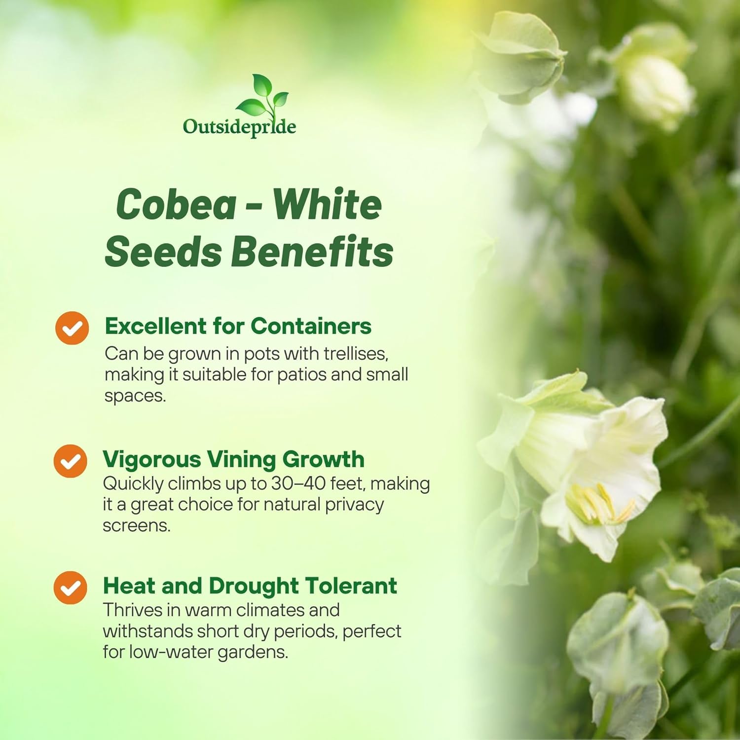 Cobaea White Cup & Saucer Vine