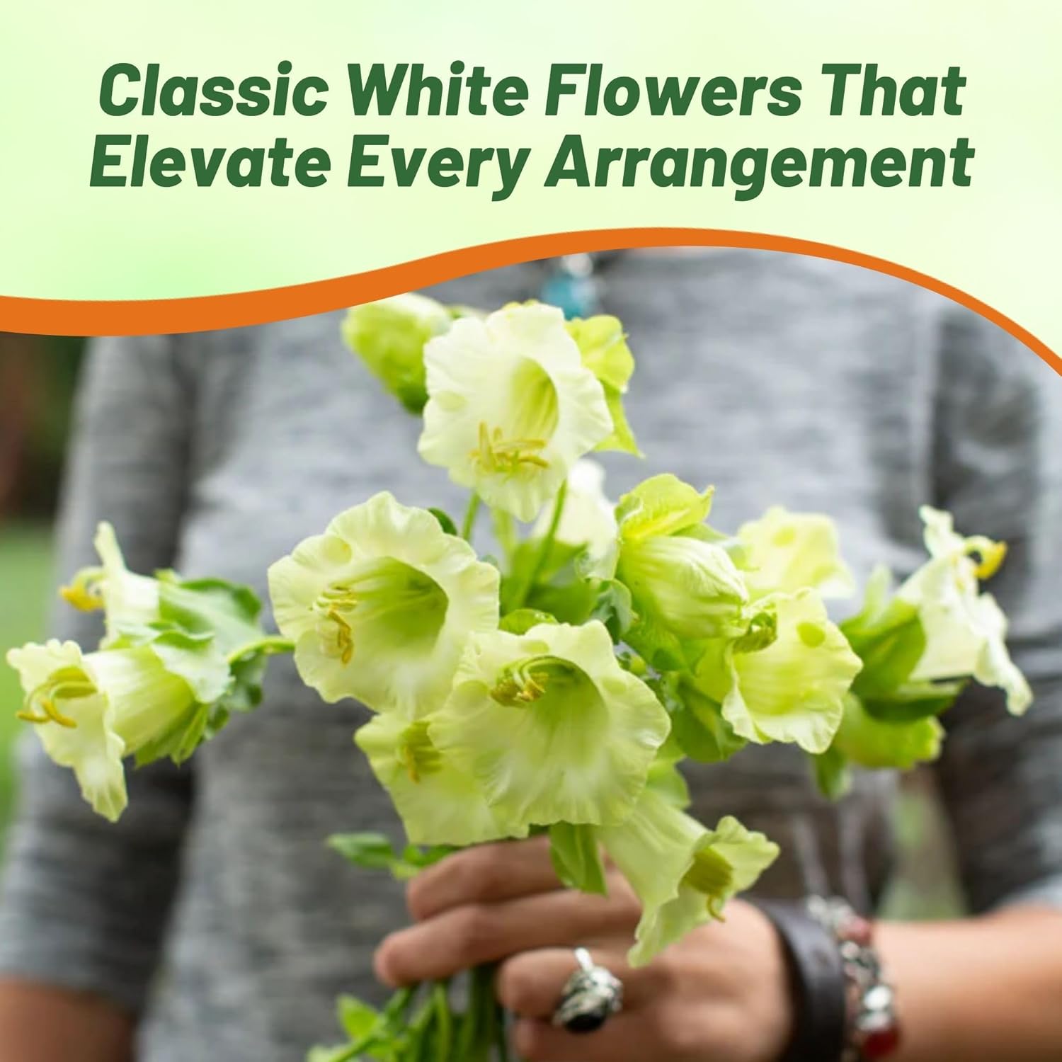 Cobaea White Vining Plants