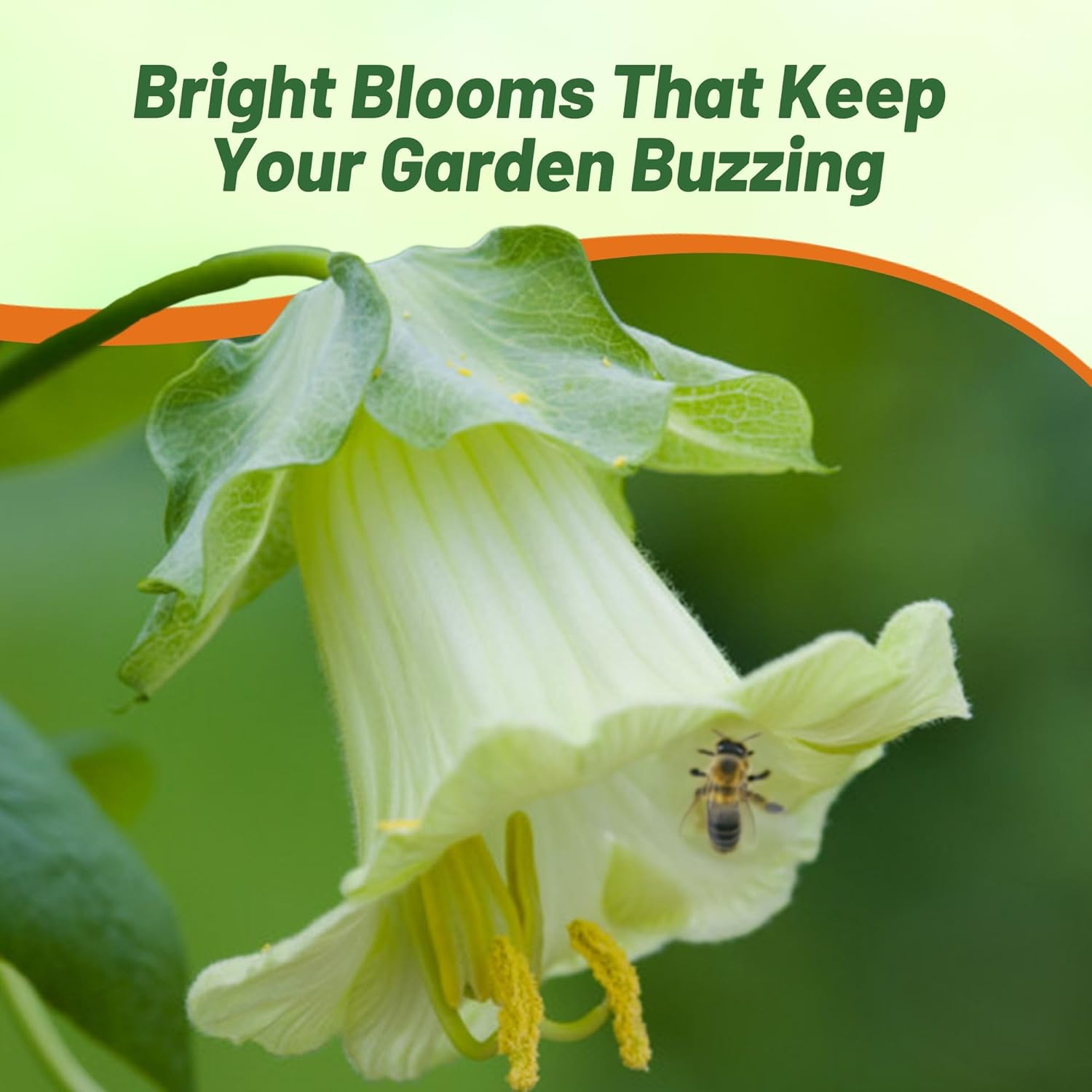 Cobaea White Pollinating Climbing Flowers