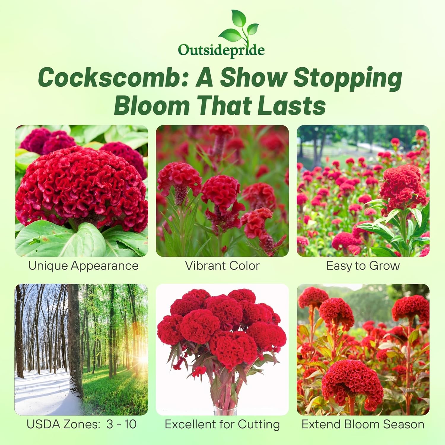 Cockscomb Carmine Carmine Compact Flowers