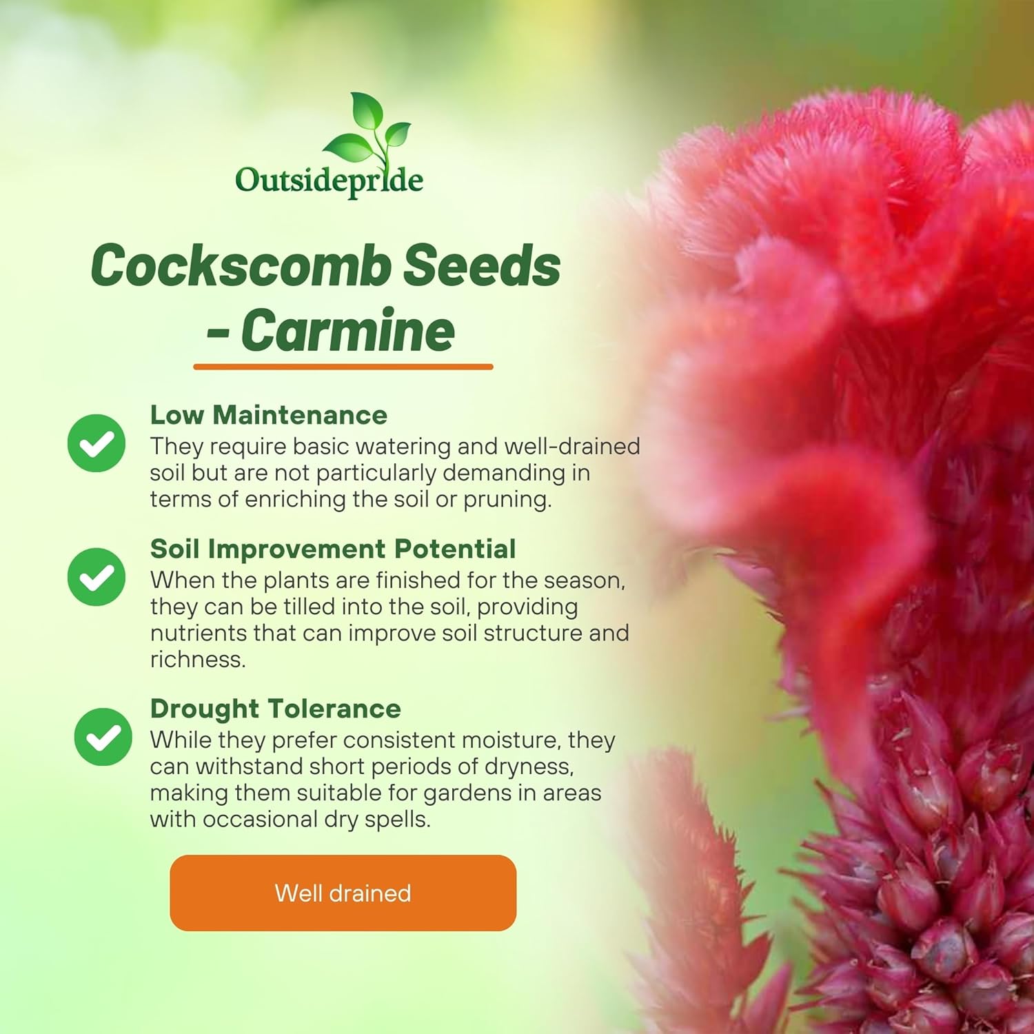 Cockscomb Carmine Carmine House Plant