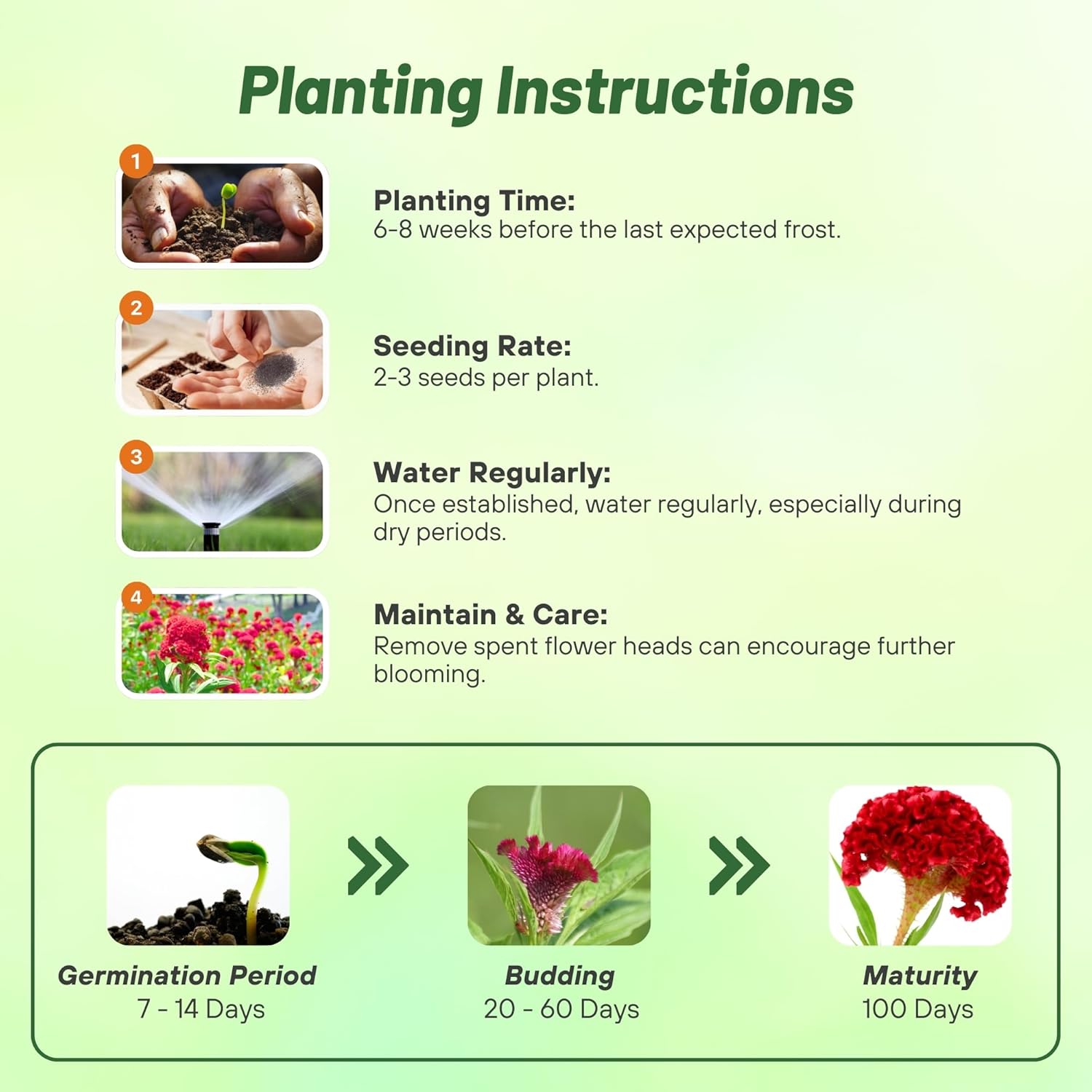Cockscomb Carmine Planting Directions