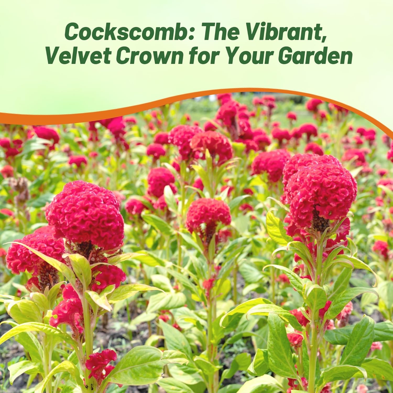 Celosia Cristata Carmine Garden Flowers