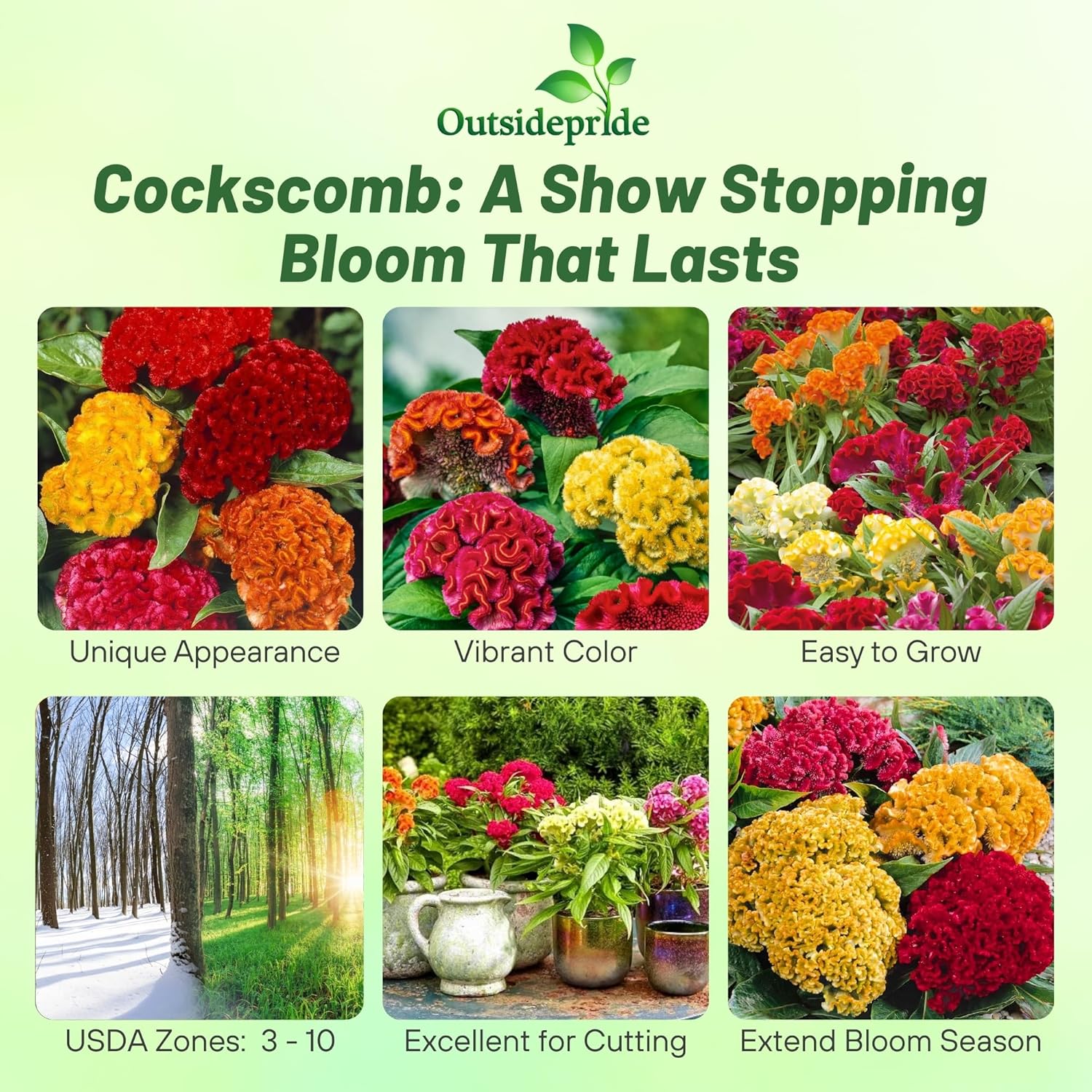 Cockscomb Compact Flower Seed Mix