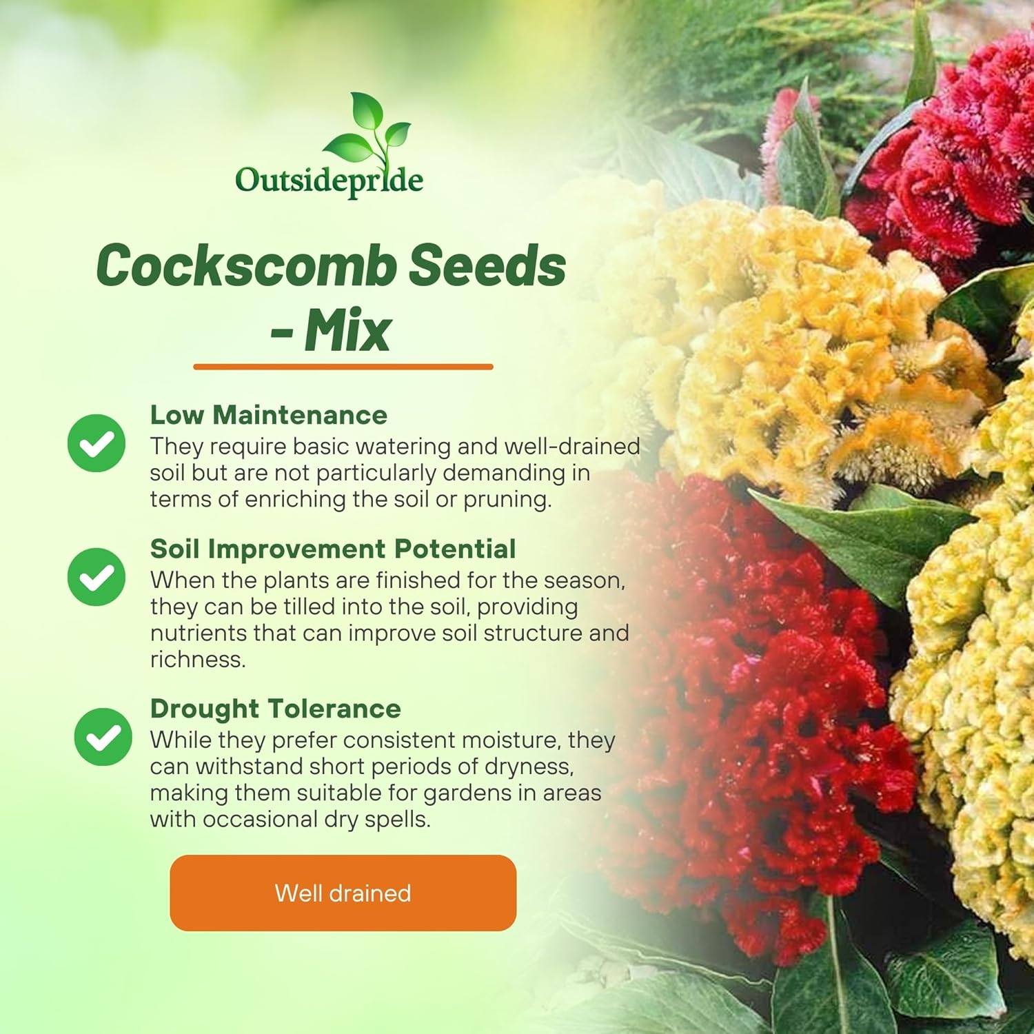 Celosia Cristata Nana Jessica Mix