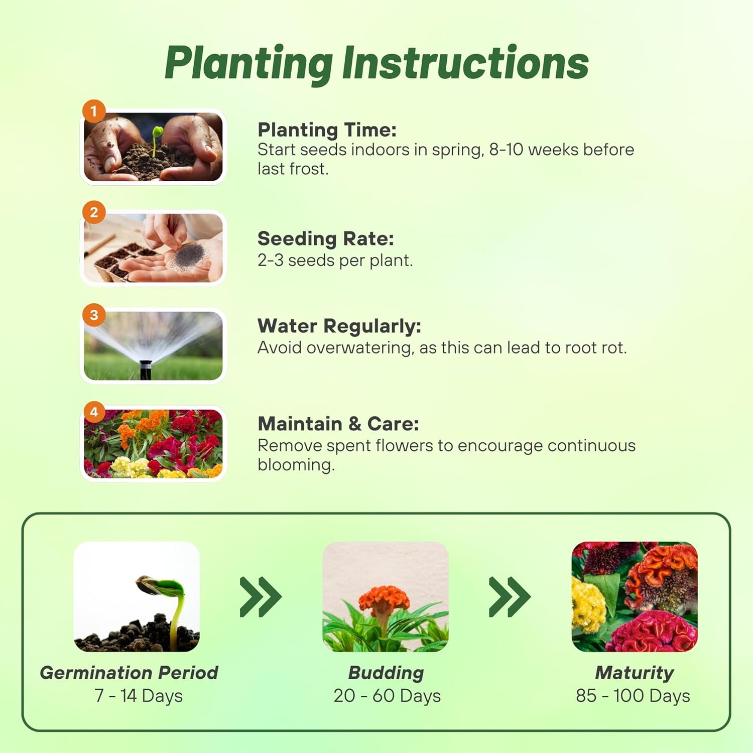 Cockscomb Mix Planting Directions