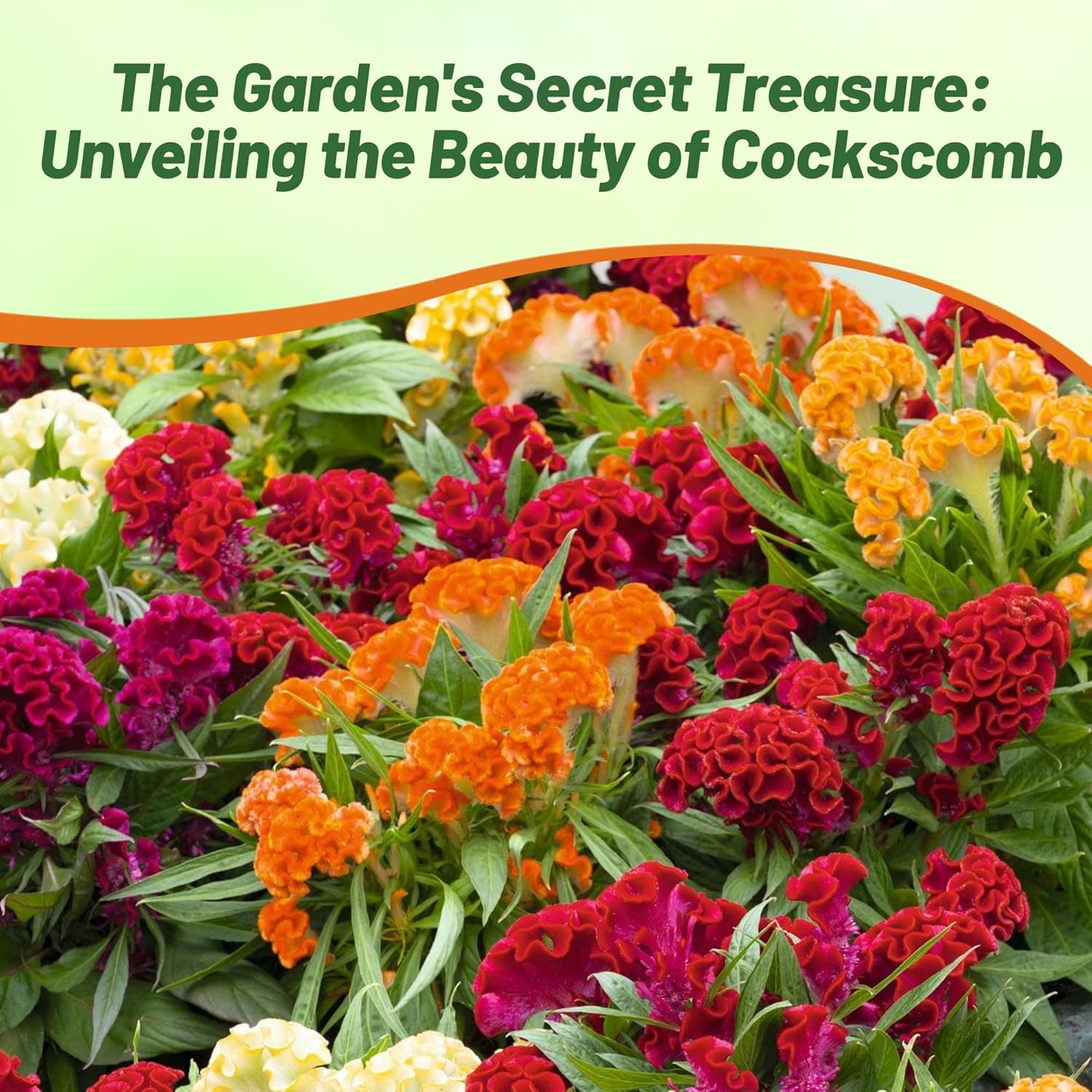 Cockscomb Garden Flower Mix