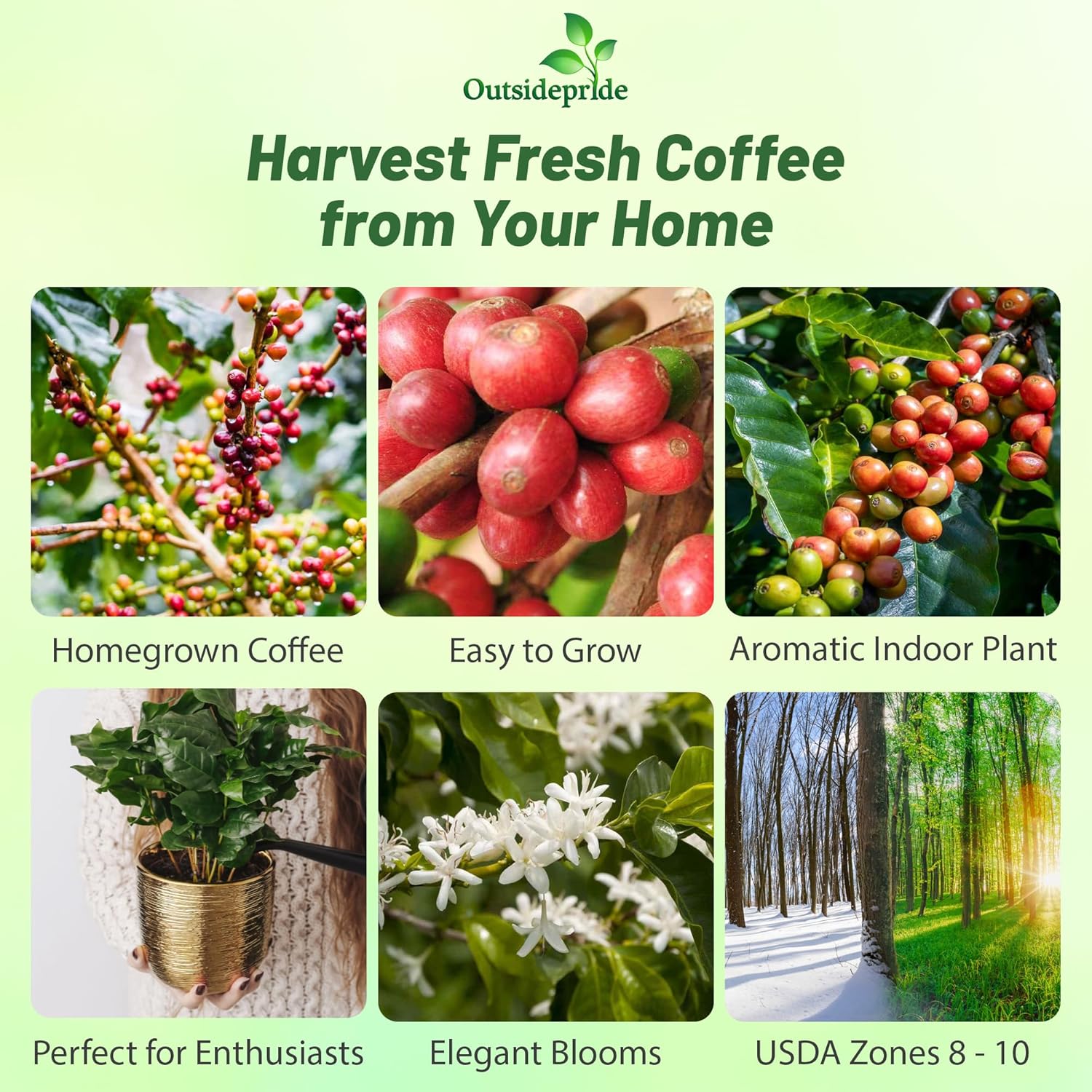 Coffea Arabica Nana