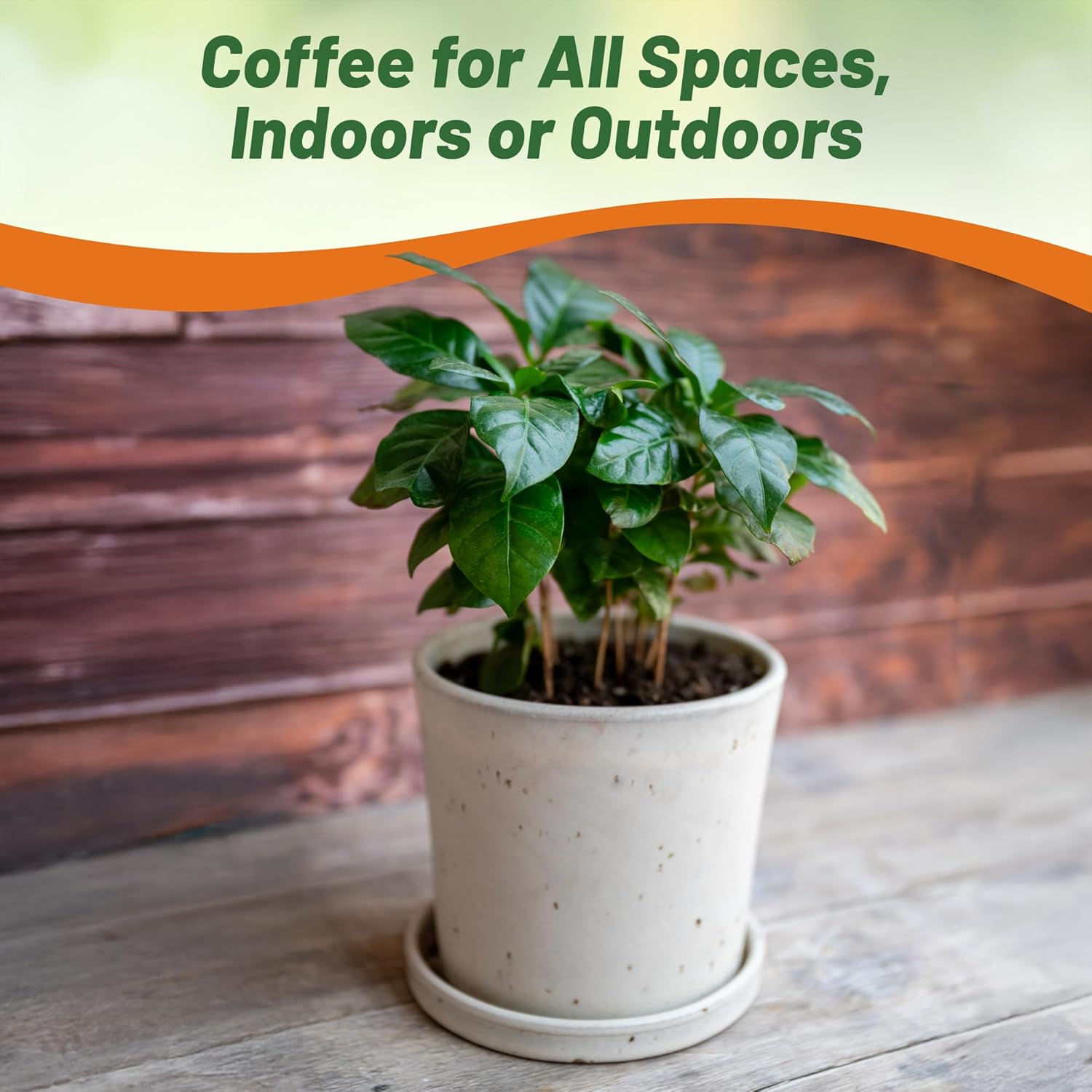 Coffee Container Plant Grown From Seeds