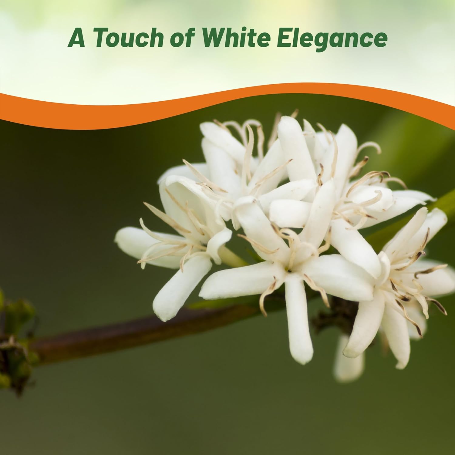 Coffee Dwarf Bush With Beans