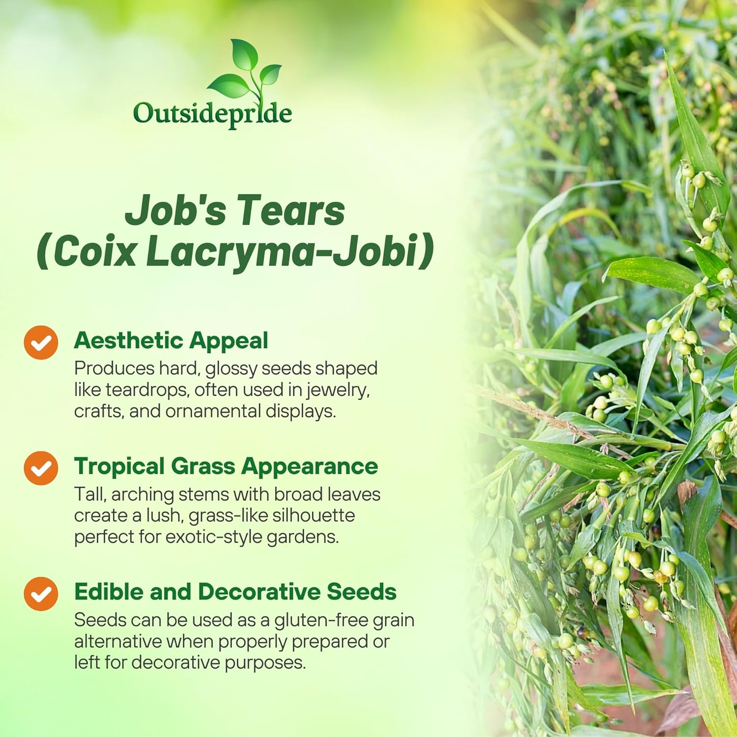 Job's Tears Plant Grown From Seeds